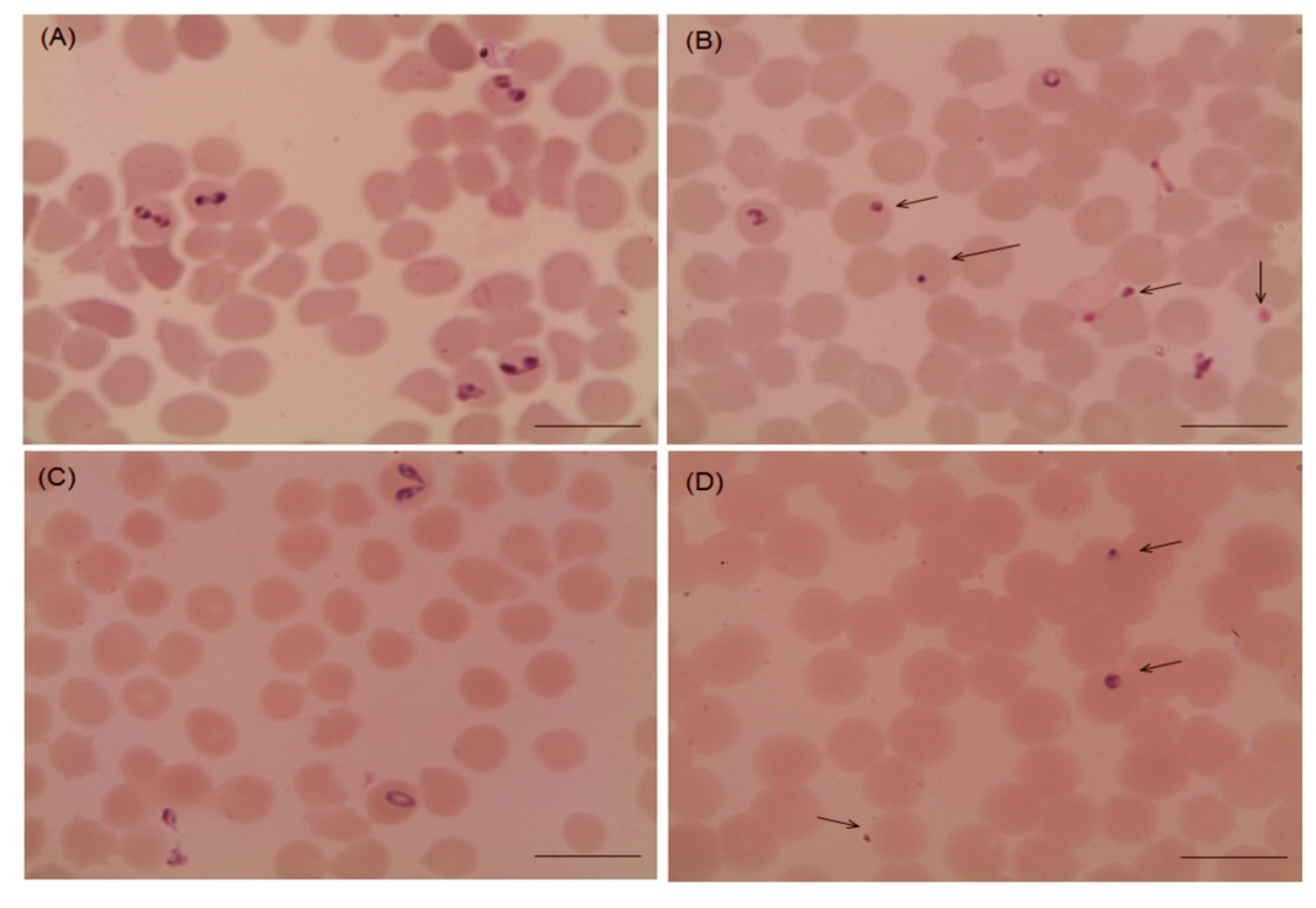 Pathogens 09 00173 g002 Pathogens 09 00173 g002