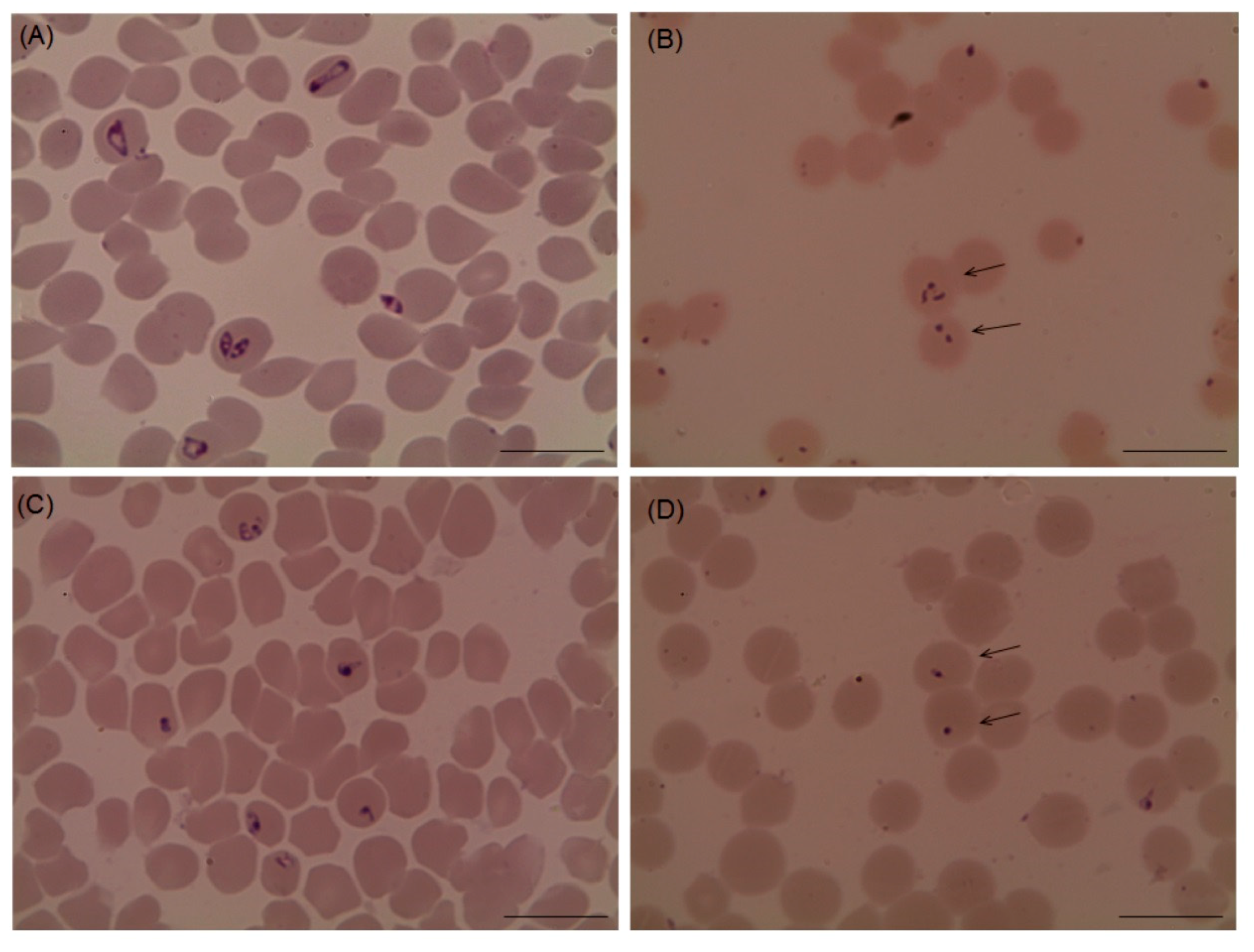 Pathogens 09 00173 g003 Pathogens 09 00173 g003
