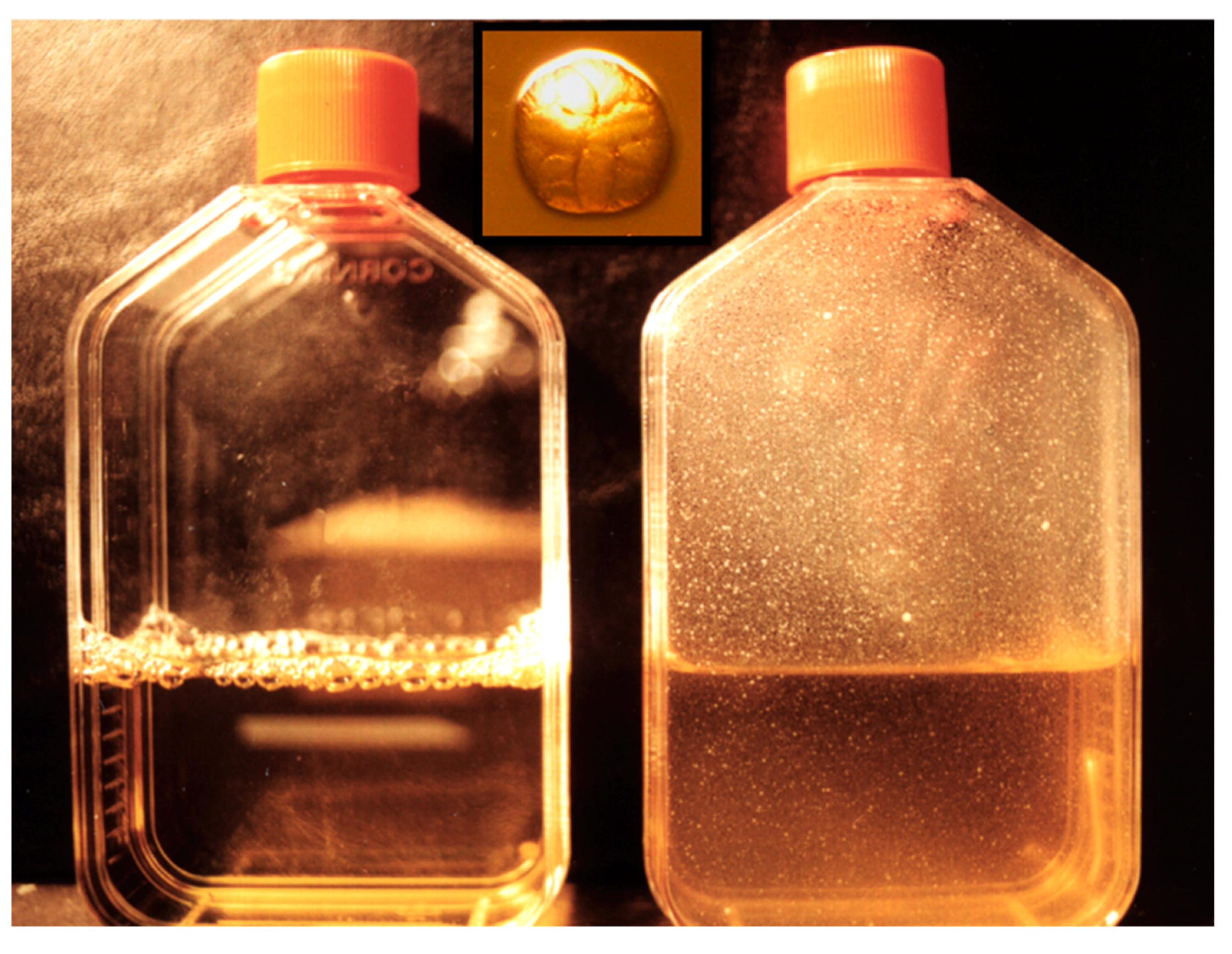 Pathogens 09 00179 g002