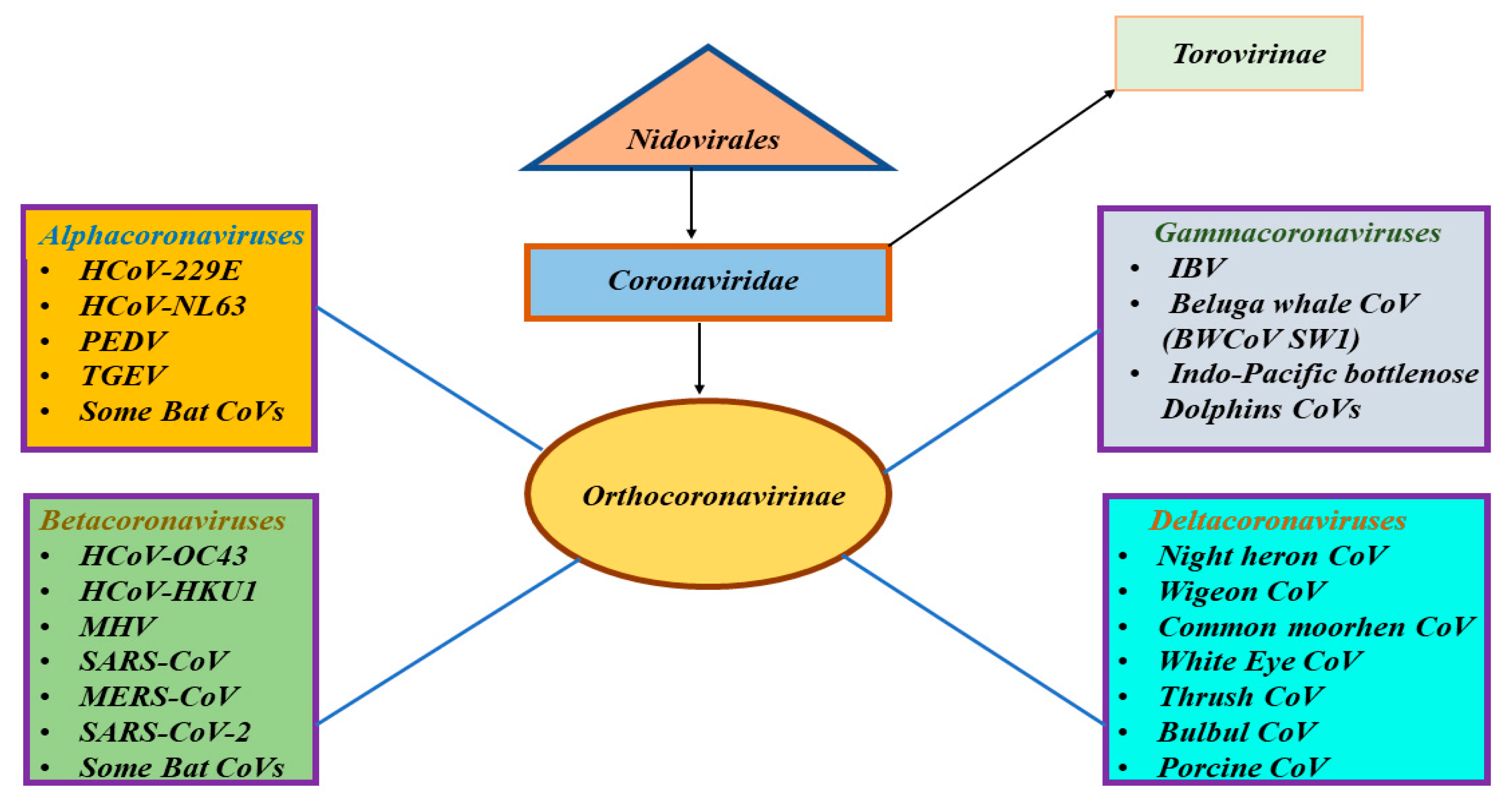 Identification of a Novel Coronavirus from a Beluga Whale by Using