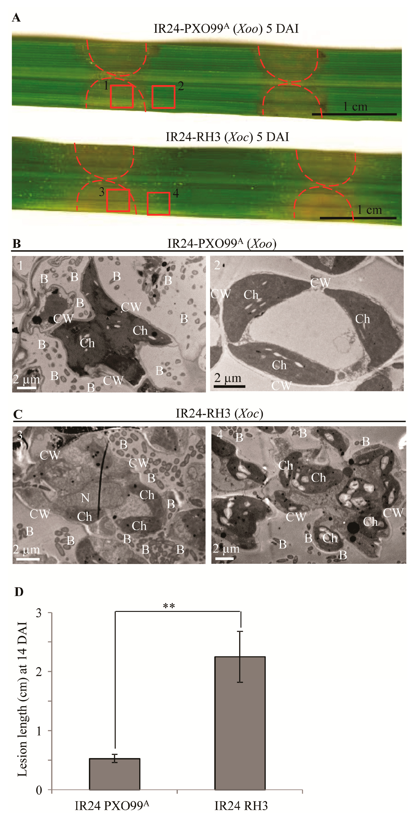Pathogens 09 00187 g001 Pathogens 09 00187 g001