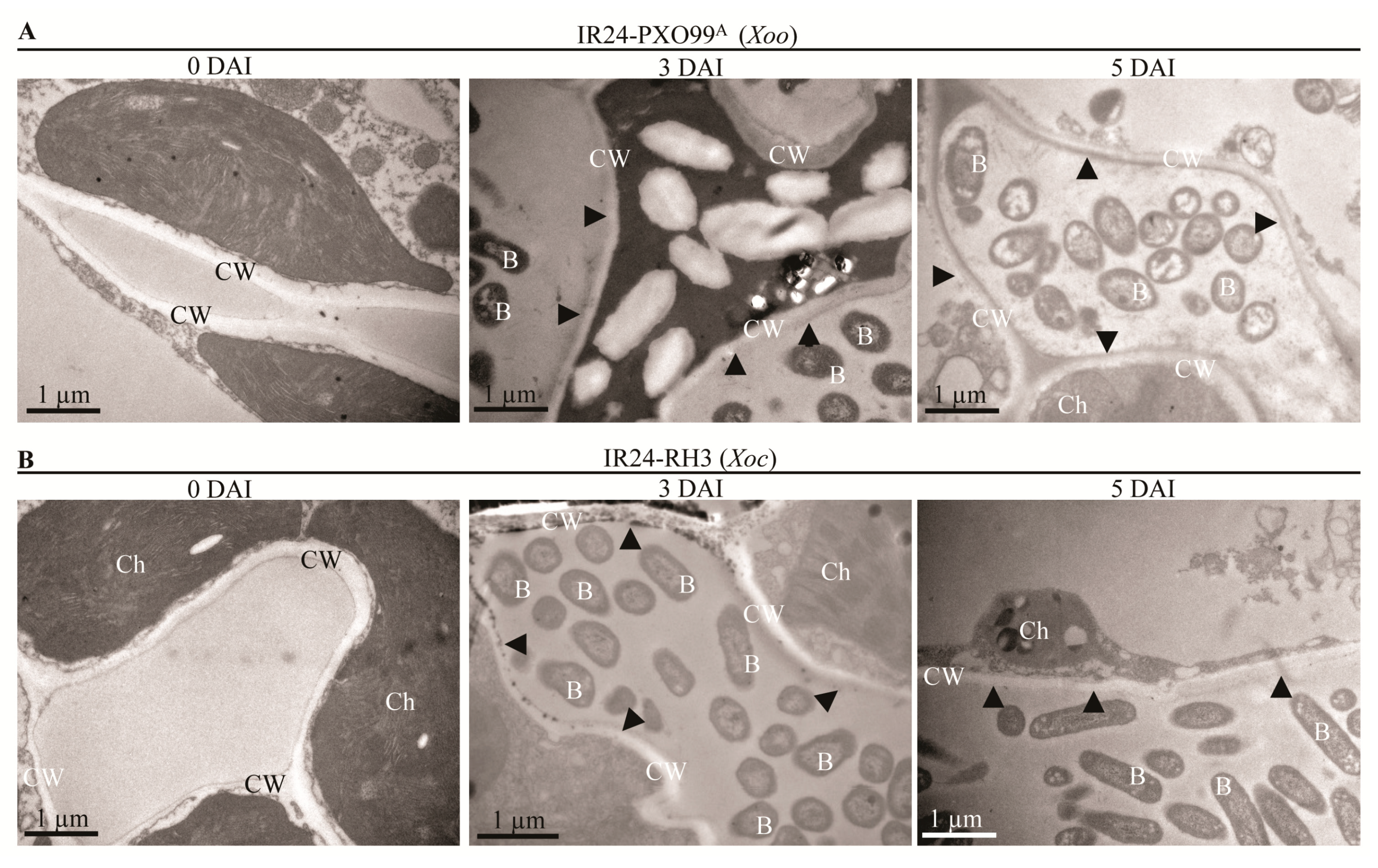 Pathogens 09 00187 g003 Pathogens 09 00187 g003