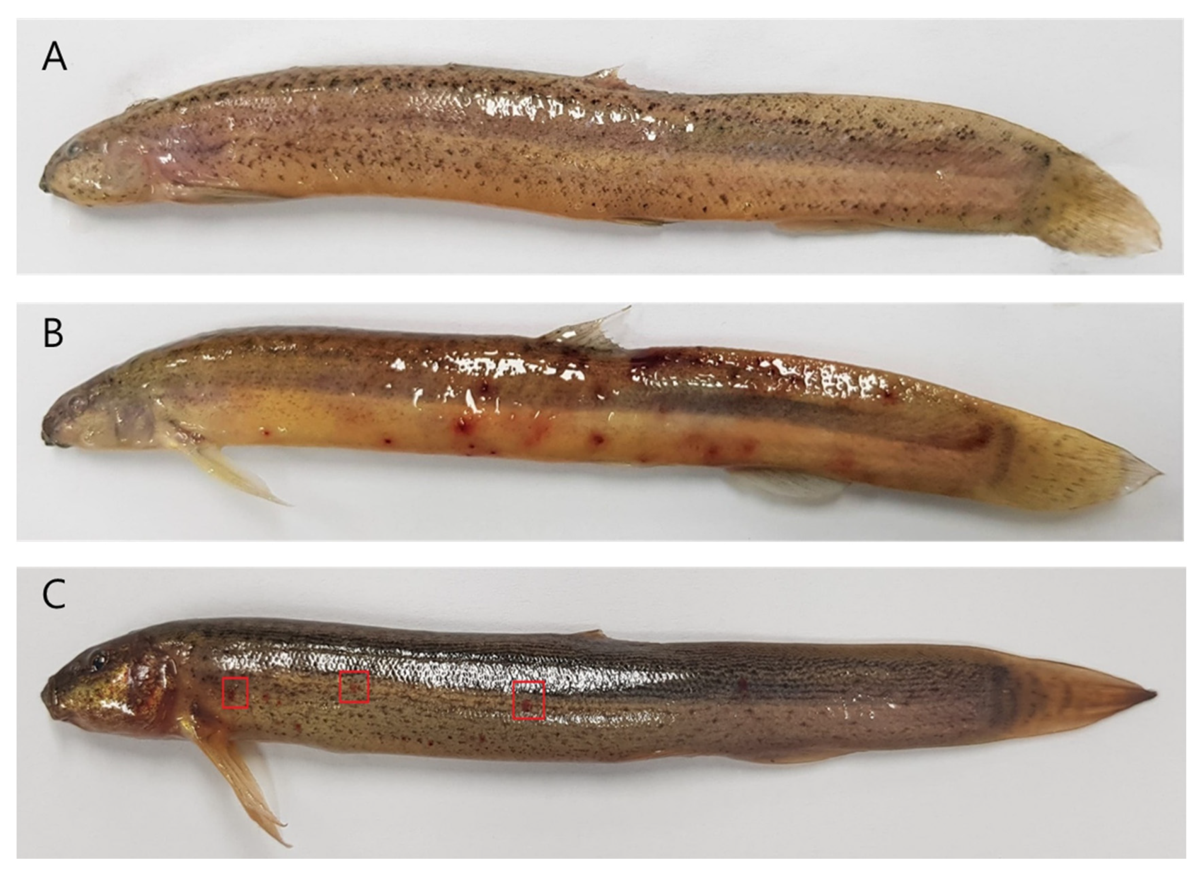 Pathogens 09 00215 g007 Pathogens 09 00215 g007