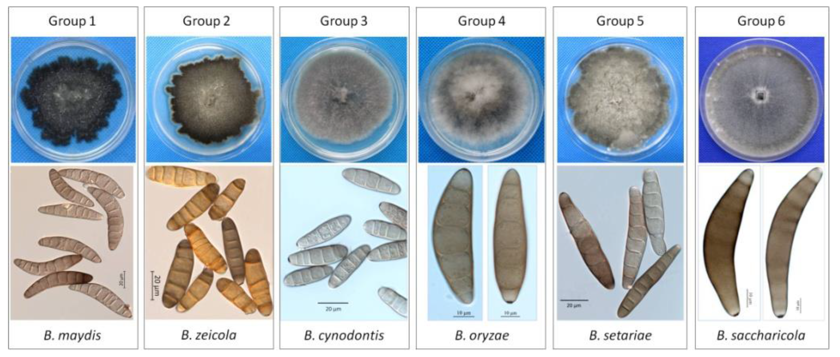 helminthosporium cynodontis hogyan lehet megszüntetni a viszketést a pinwormoktól
