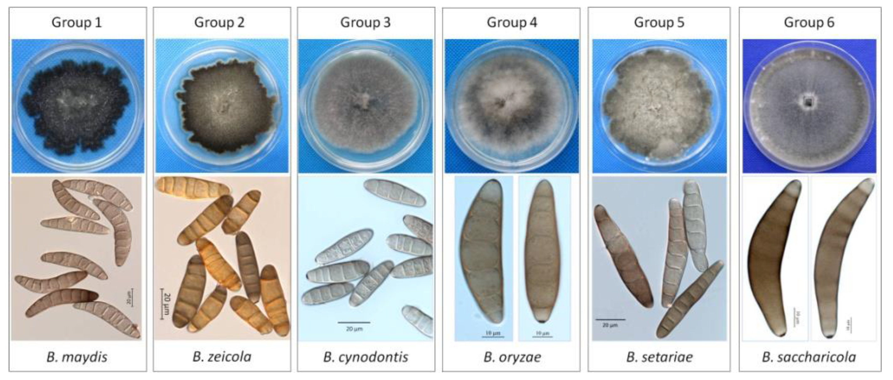 helminthosporium cynodontis)