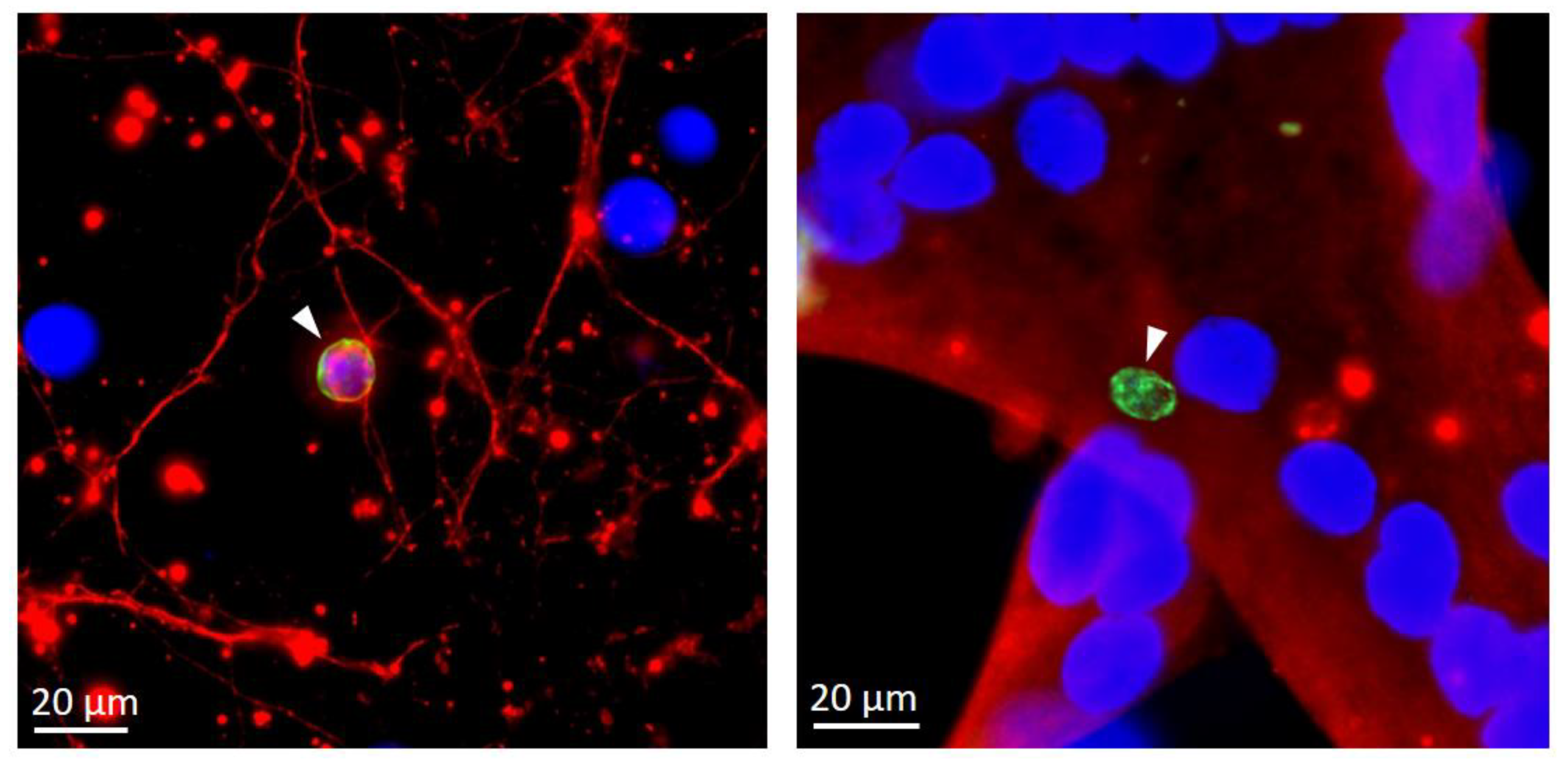 Pathogens 09 00234 g003 Pathogens 09 00234 g003