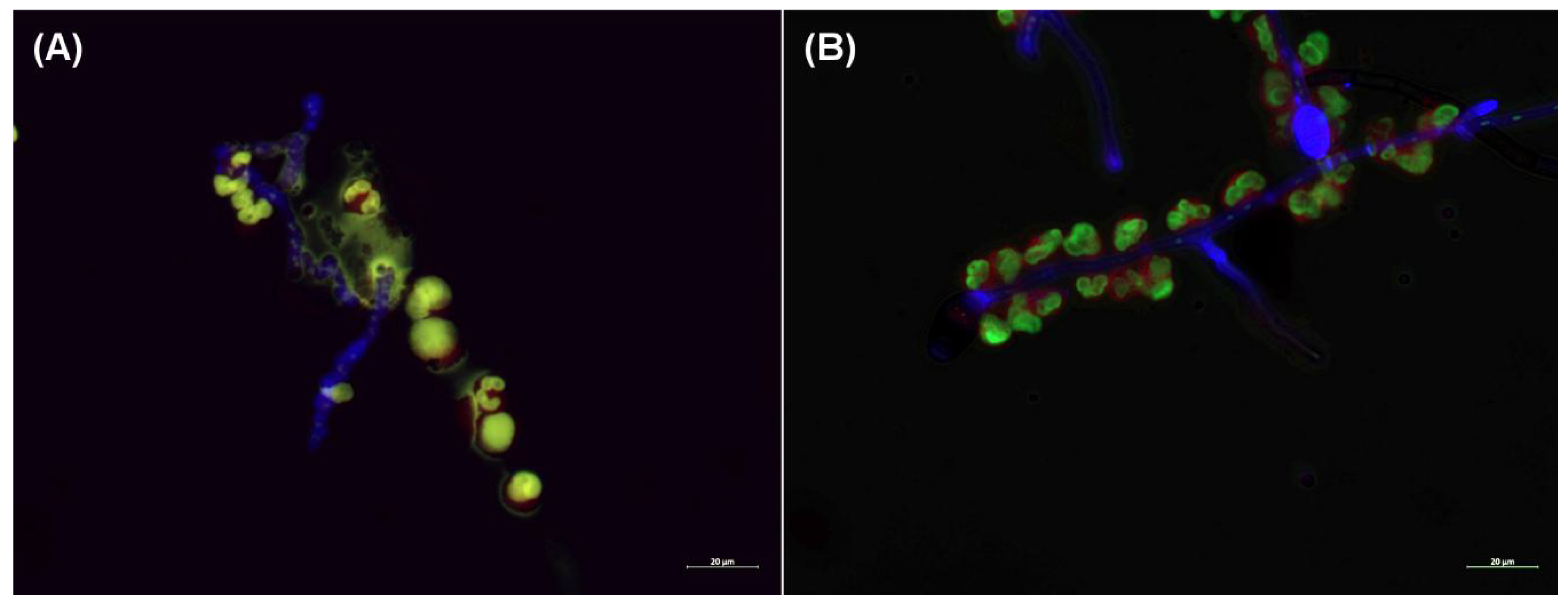 Pathogens 09 00235 g003