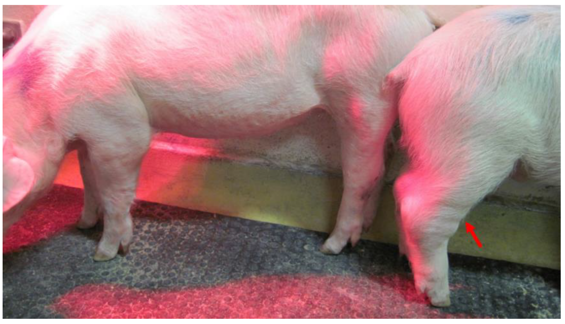 Pathogens 09 00237 g001