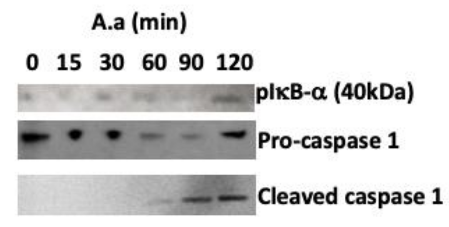 Pathogens 09 00248 g003 Pathogens 09 00248 g003