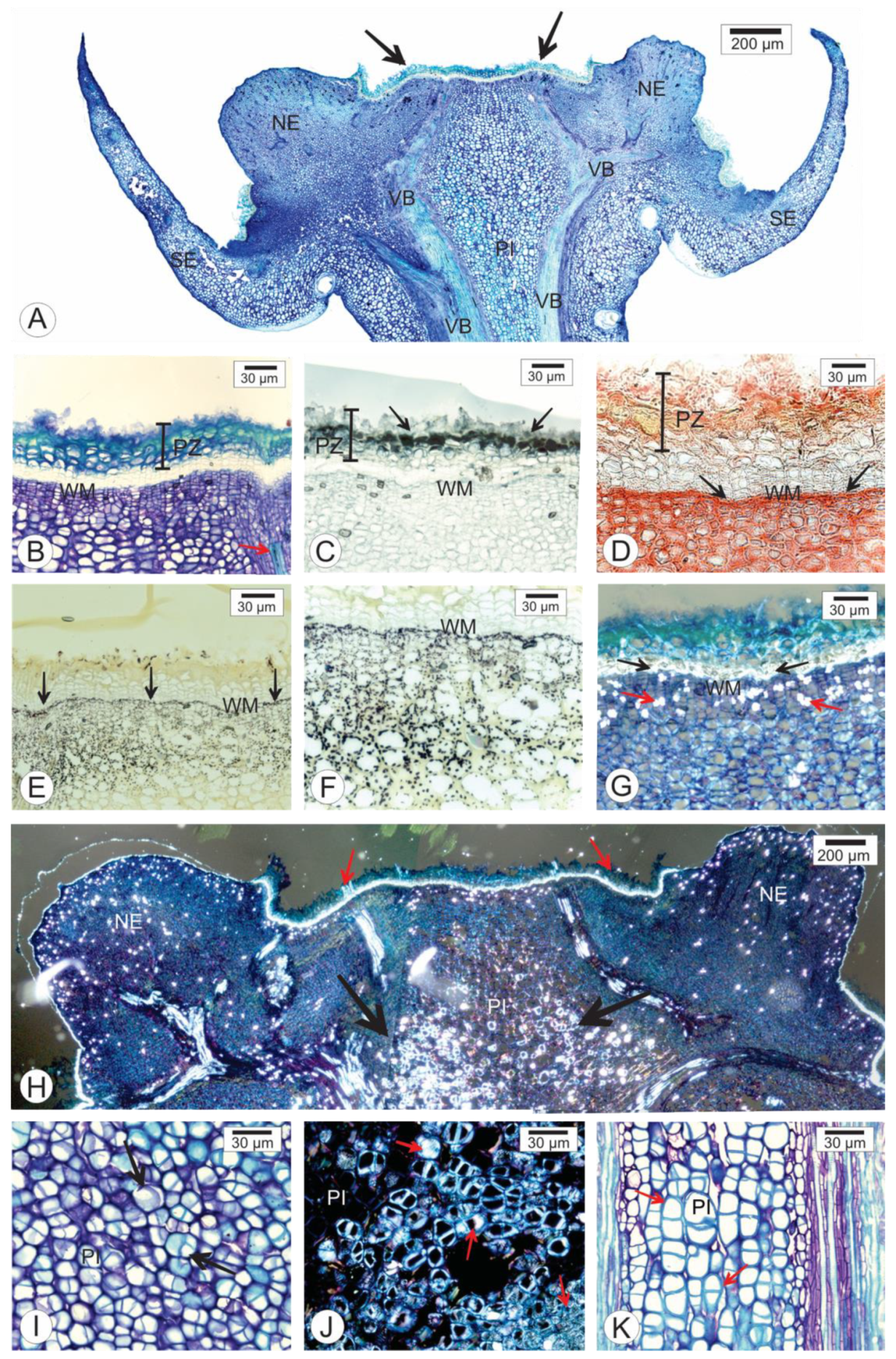 Pathogens 09 00251 g002 Pathogens 09 00251 g002