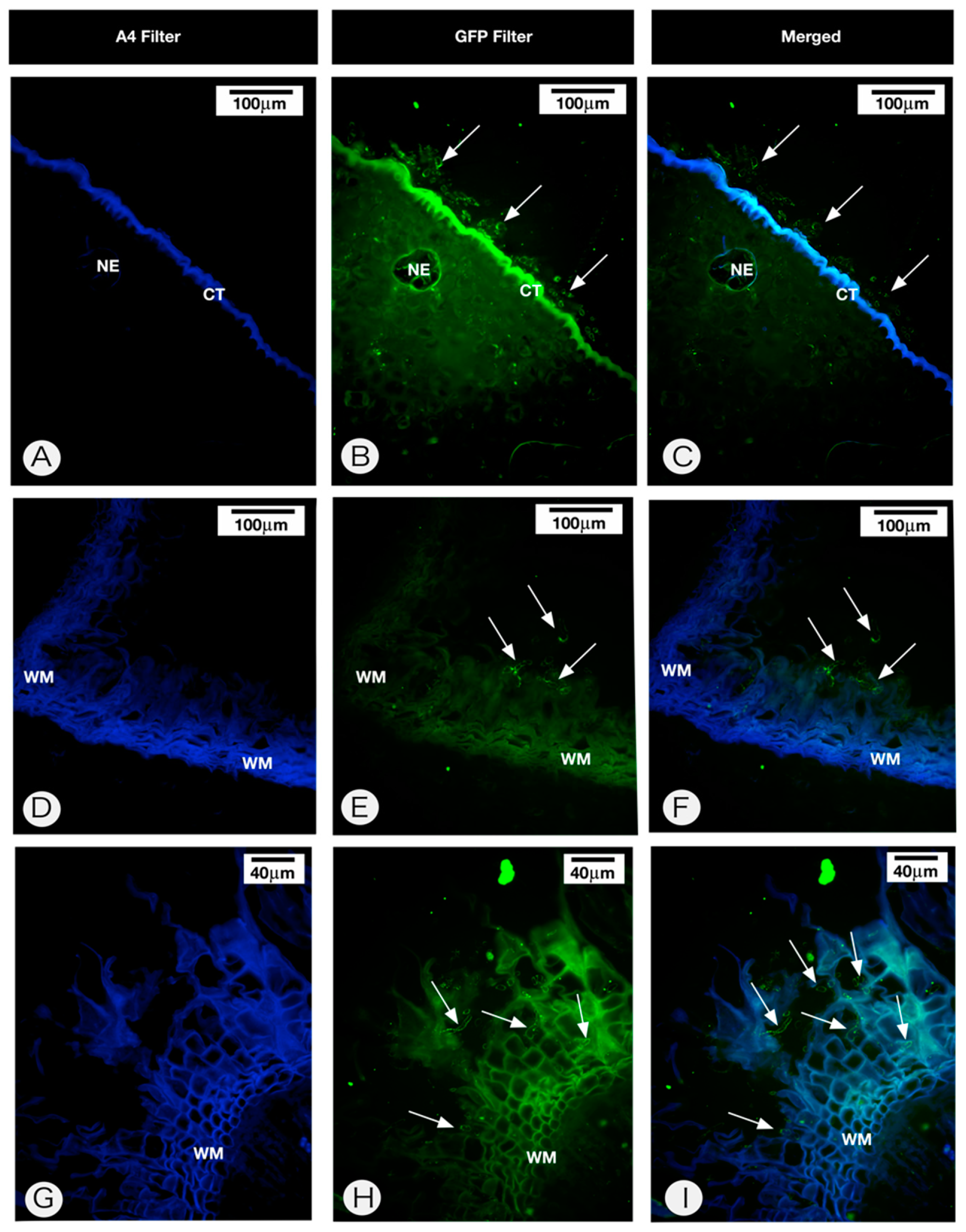 Pathogens 09 00251 g006 Pathogens 09 00251 g006