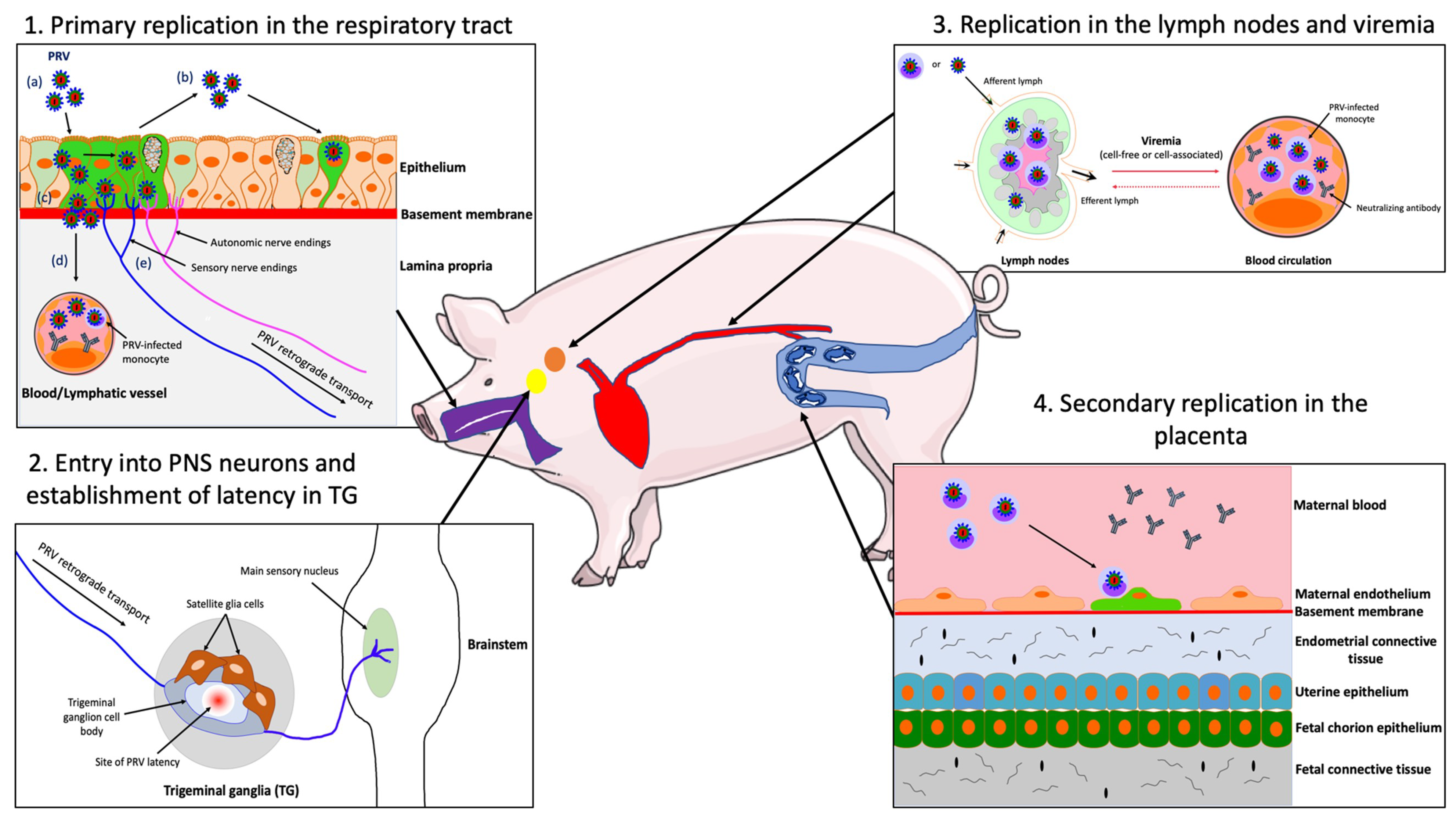 Pathogens Free Full Text The Neuropathic Itch Caused By