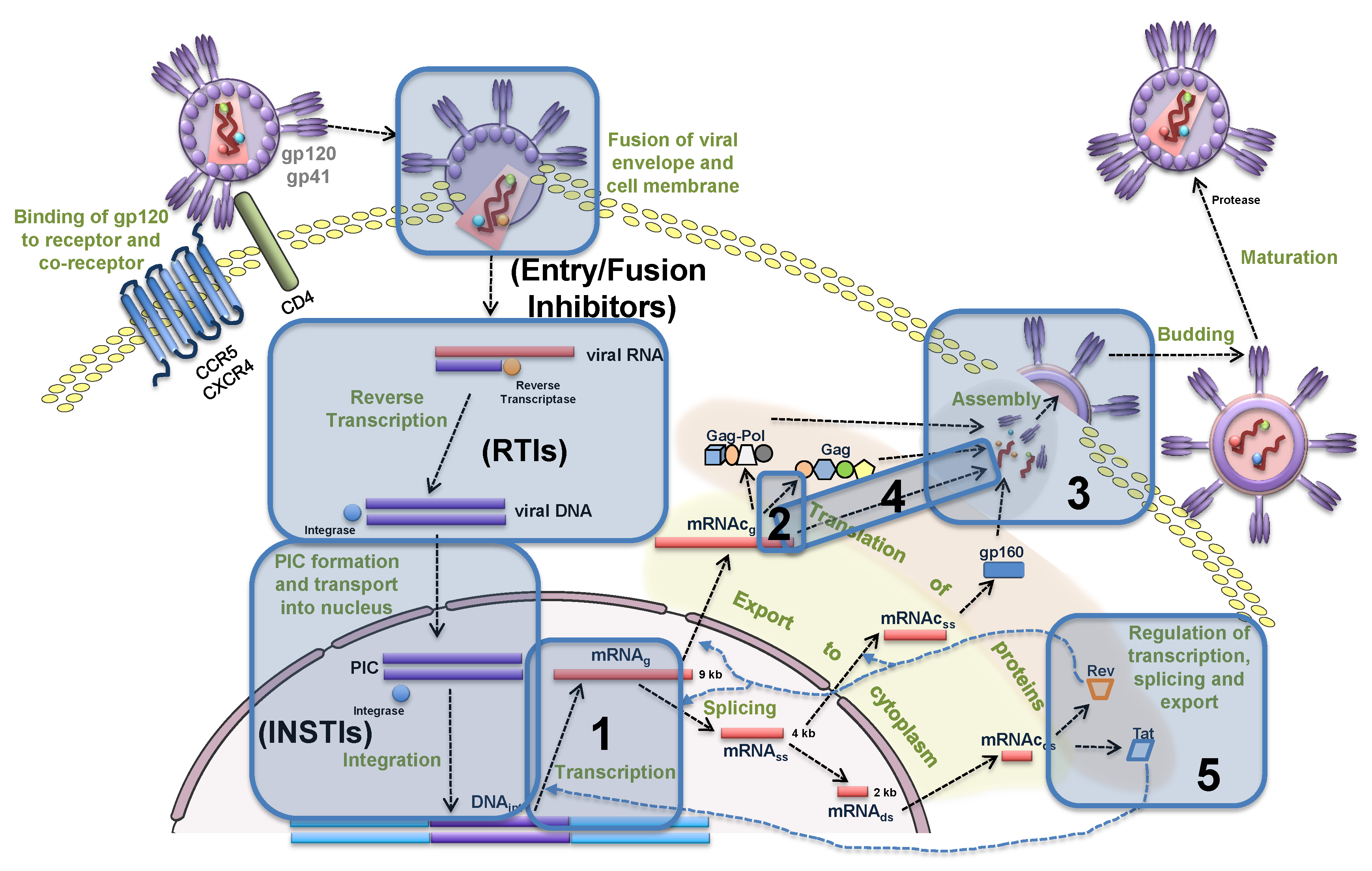 Pathogens 09 00255 g008
