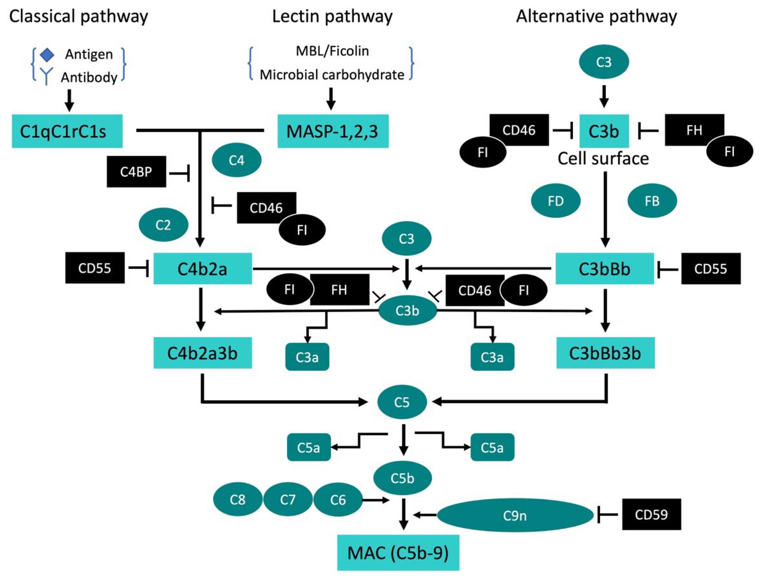 Pathogens 09 00260 g001 Pathogens 09 00260 g001