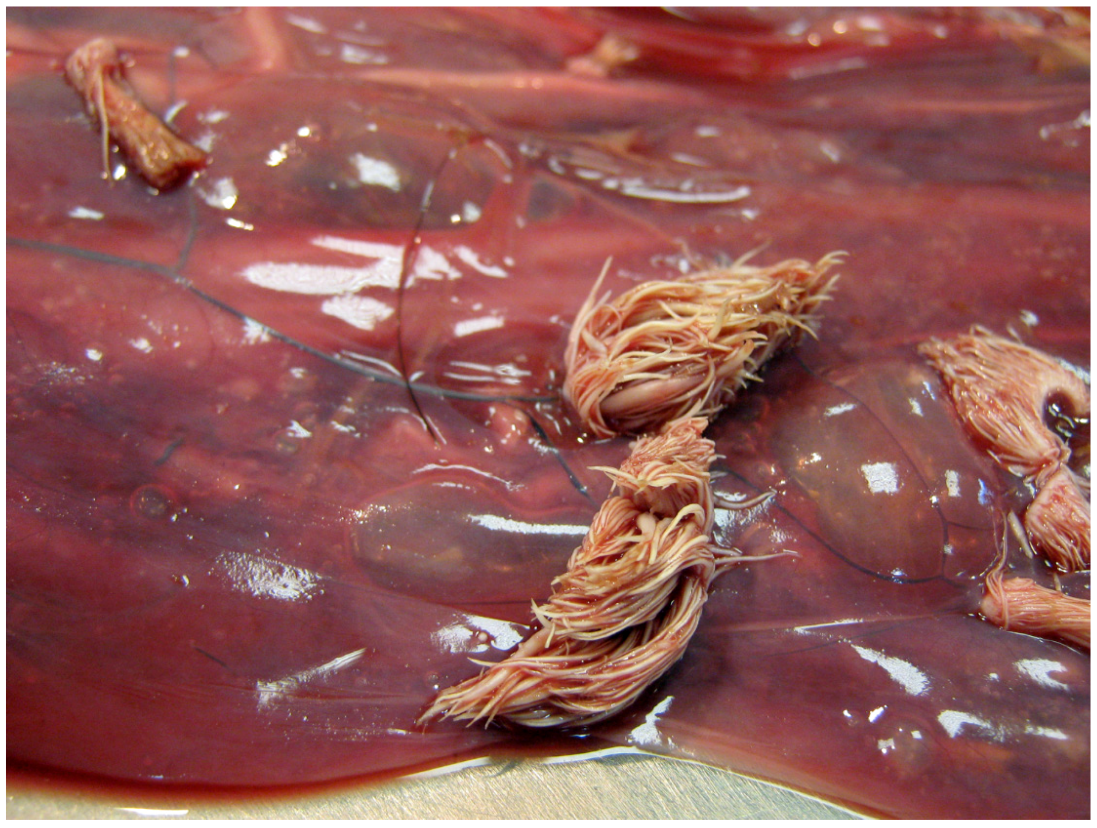 Pathogens 09 00262 g001