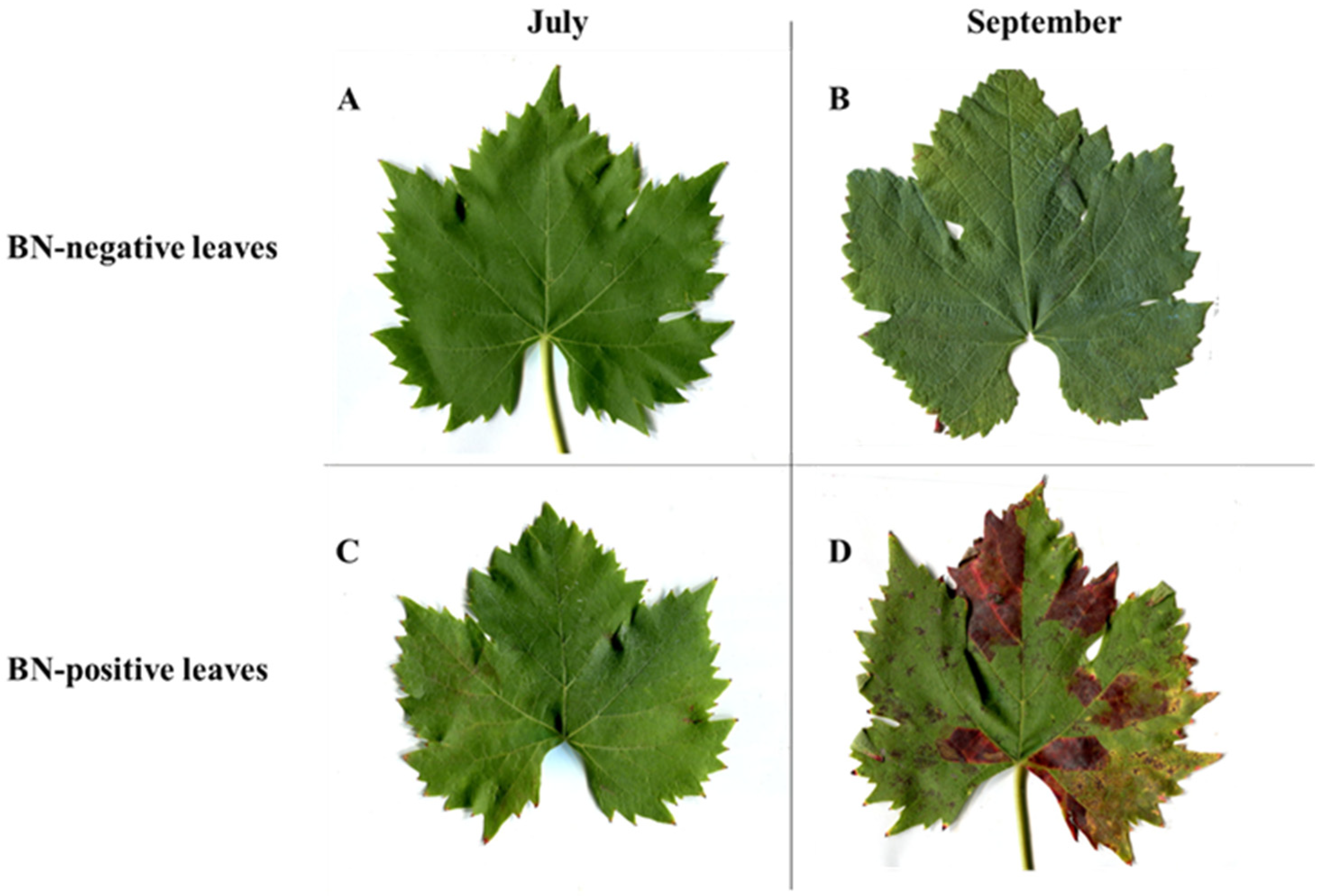 Pathogens 09 00269 g001