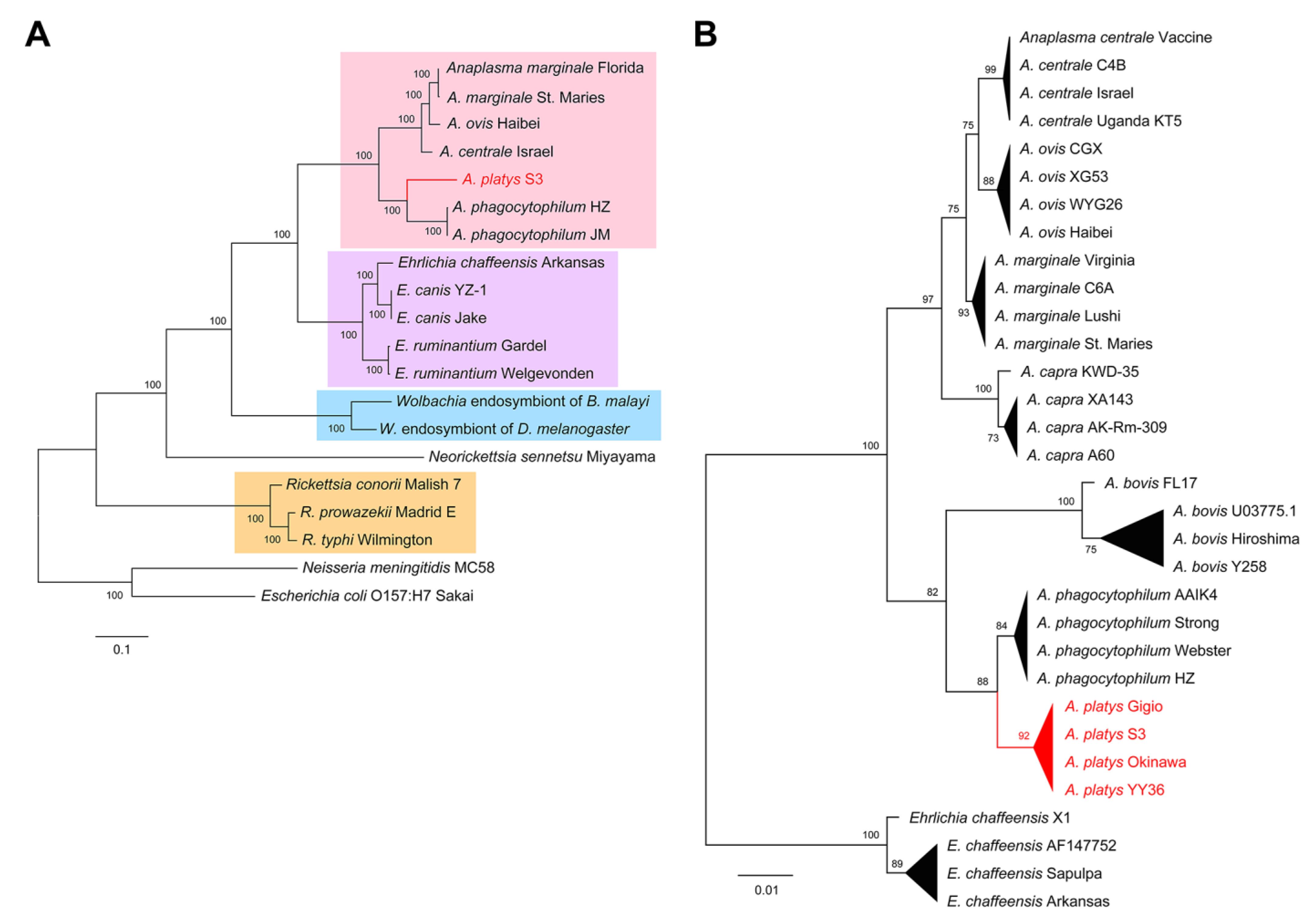 Pathogens | Free Full-Text | First Whole Genome Sequence of Anaplasma