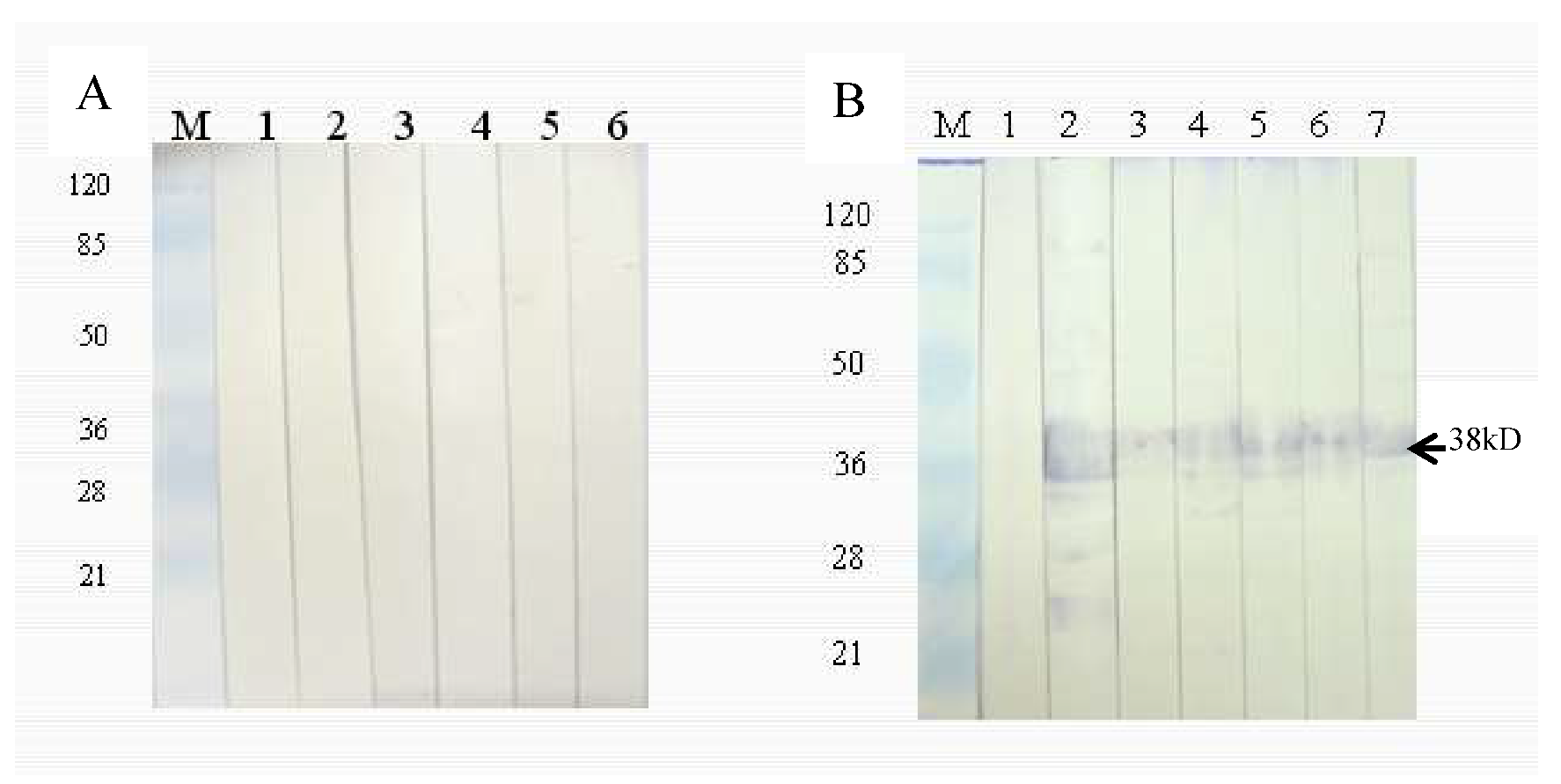 Pathogens 09 00284 g008 Pathogens 09 00284 g008