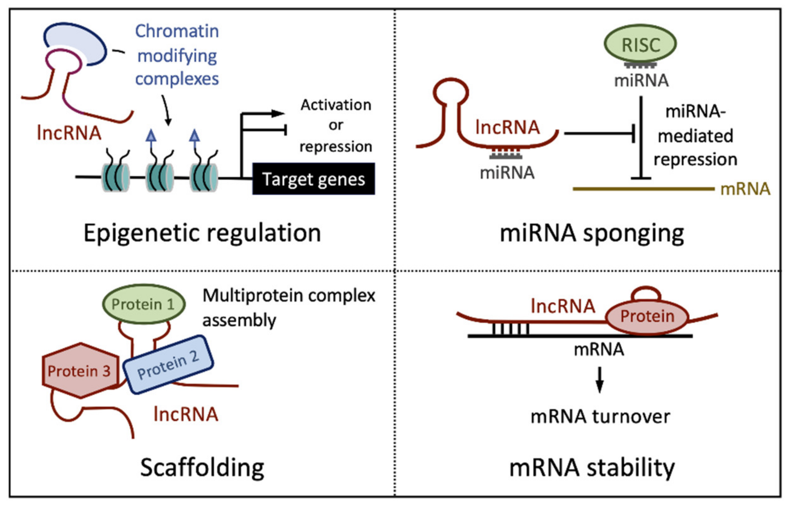 Long coding. INCRNA. Long non-coding RNAS in oncourology. Mutual regulatory mechanisms among LNCRNAS and MIRNAS. The role of the Media as antitobacco and protobacco Factor.