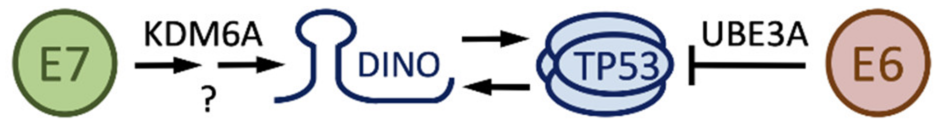 Pathogens 09 00289 g003 Pathogens 09 00289 g003