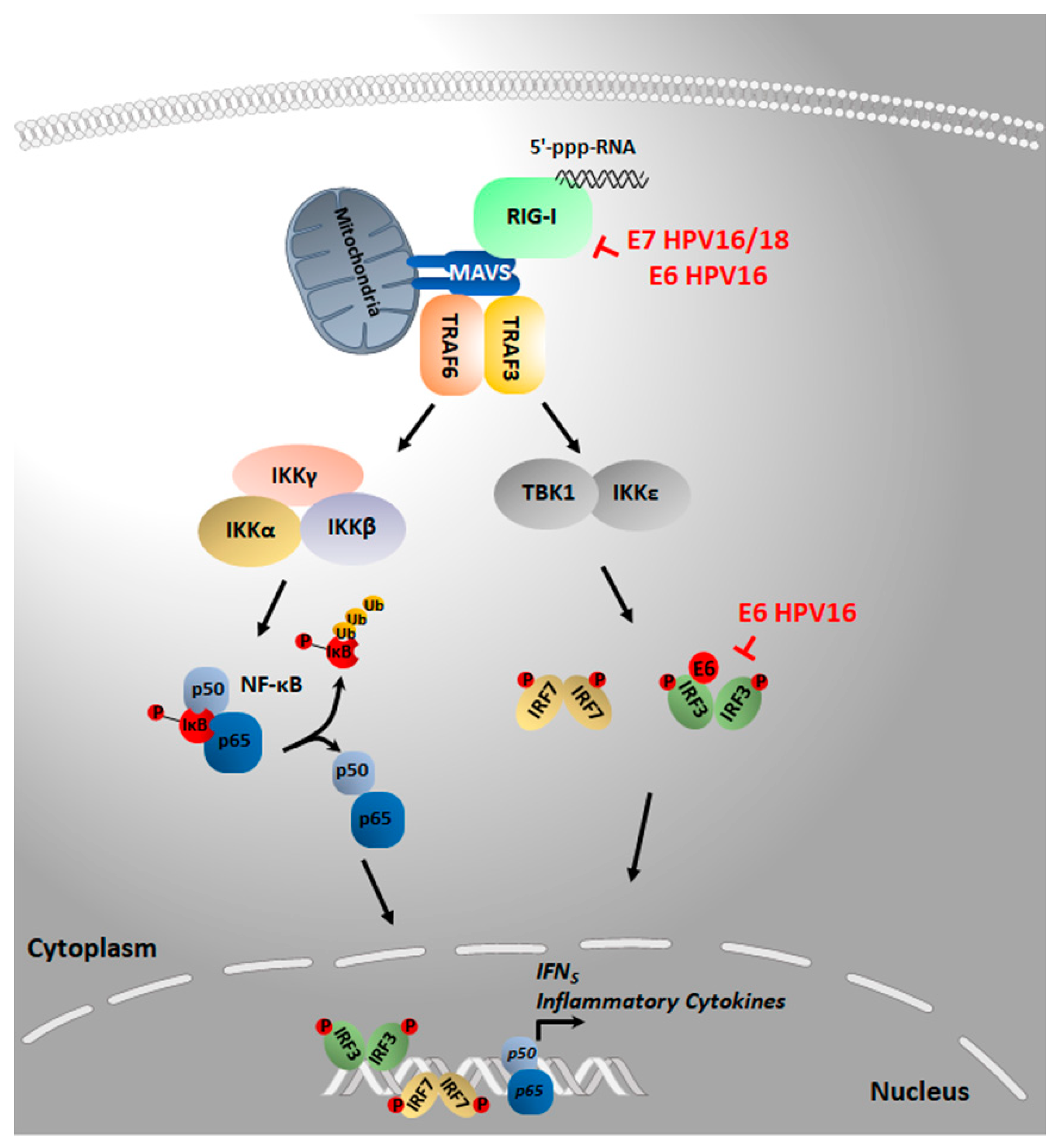 Pathogens 09 00292 g002