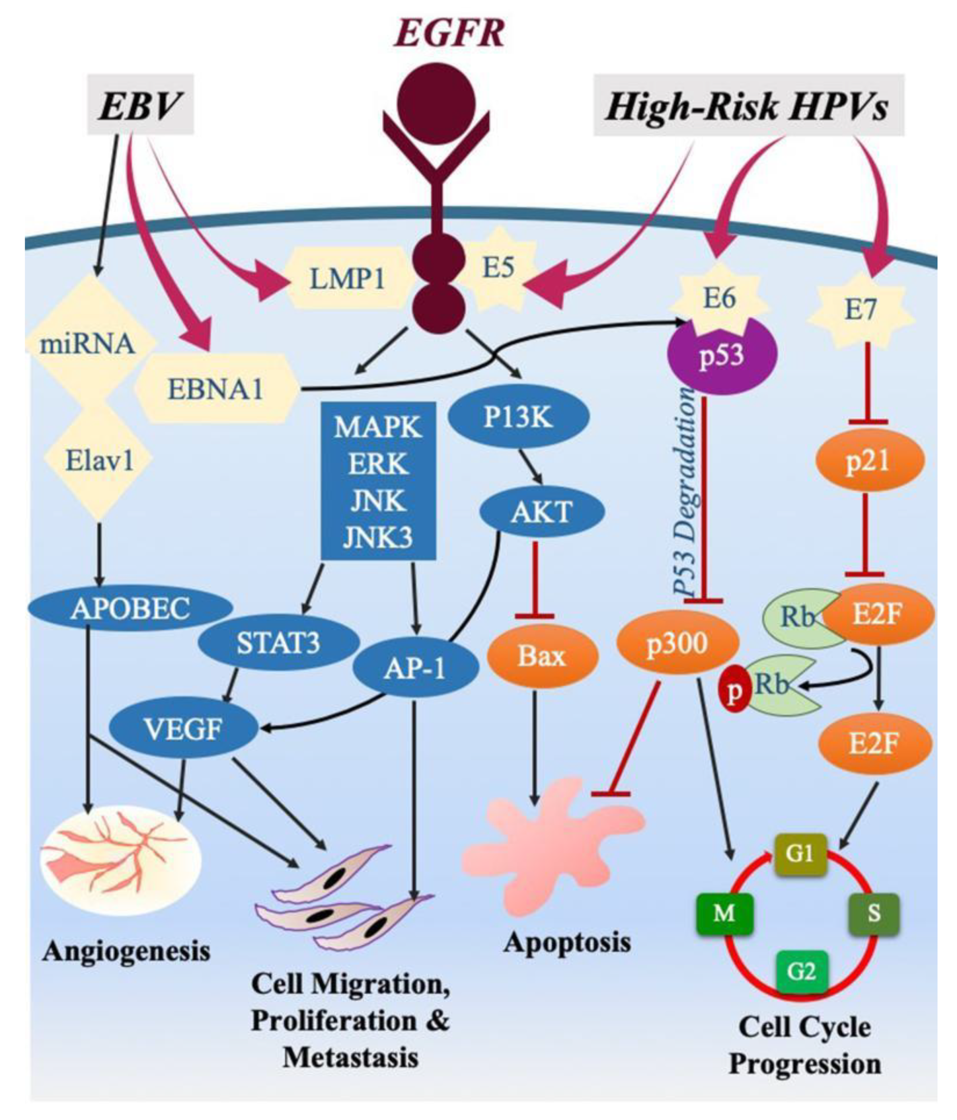 Pathogens 09 00300 g001