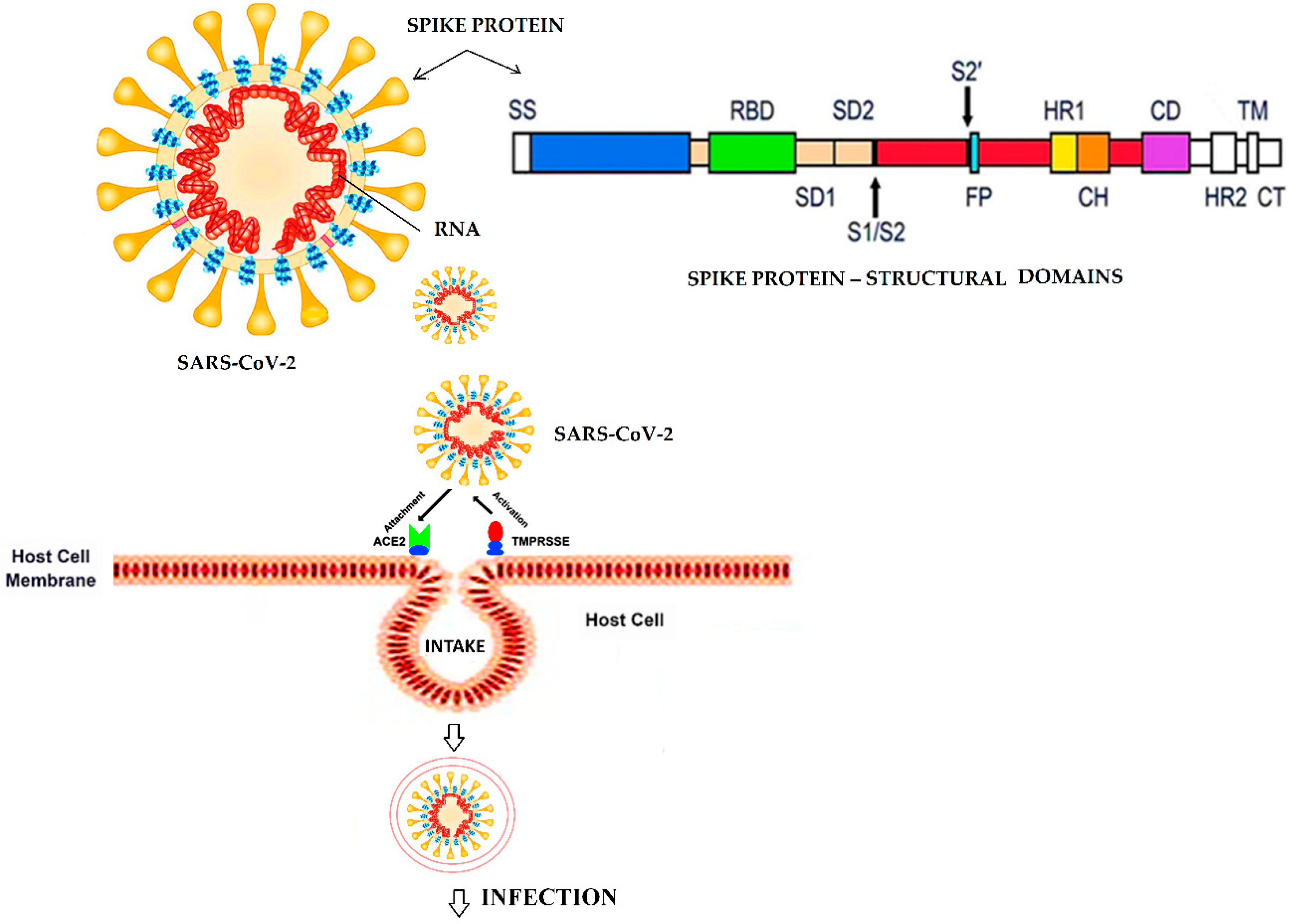 Рнк sars cov. Коронавирус строение вируса Covid 19. Коронавирус s белок строение. Схема строения SARS-cov-2. Коронавирус SARS-cov-2 строение.