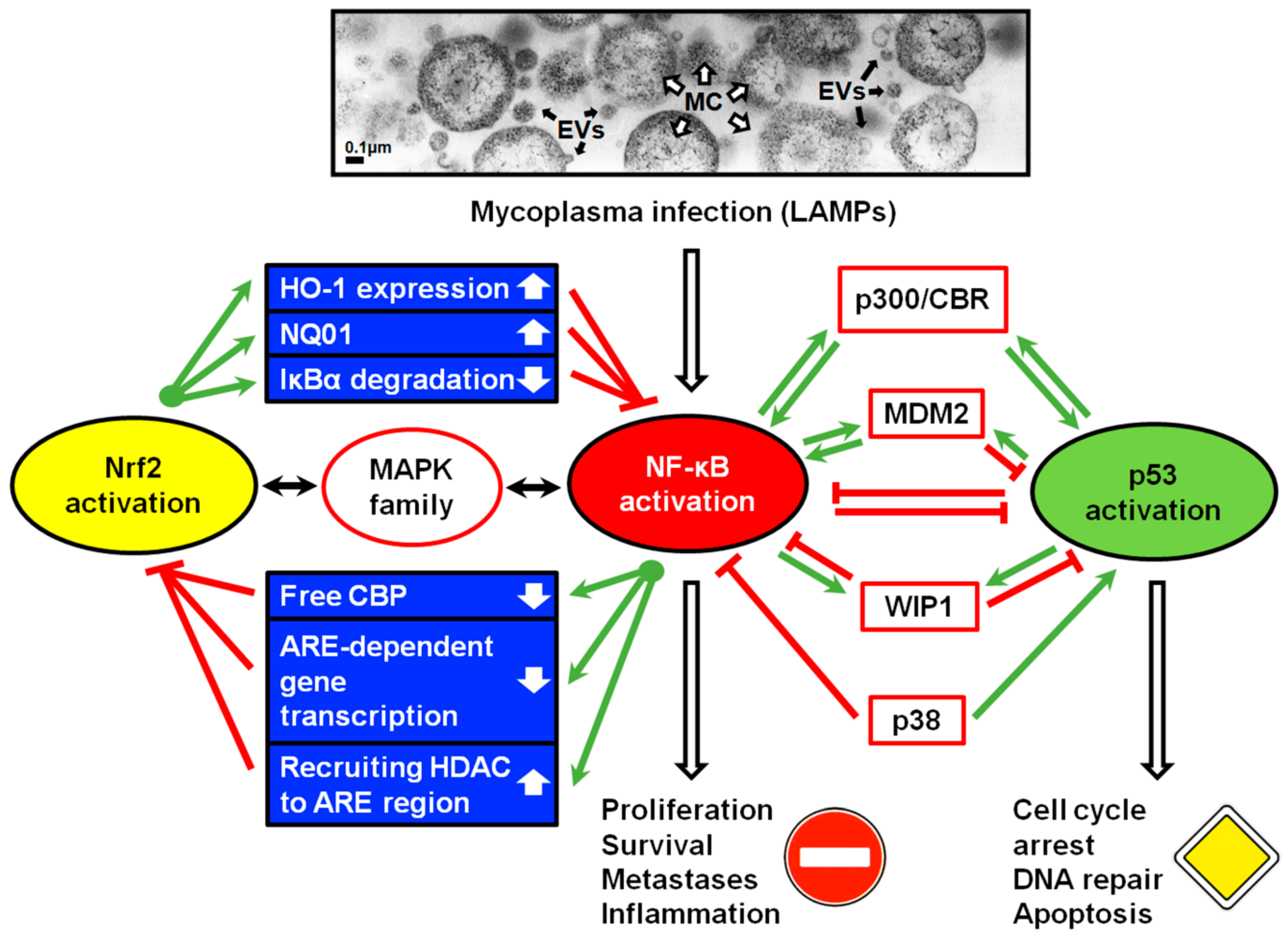 mycoplasma és prostatitis)