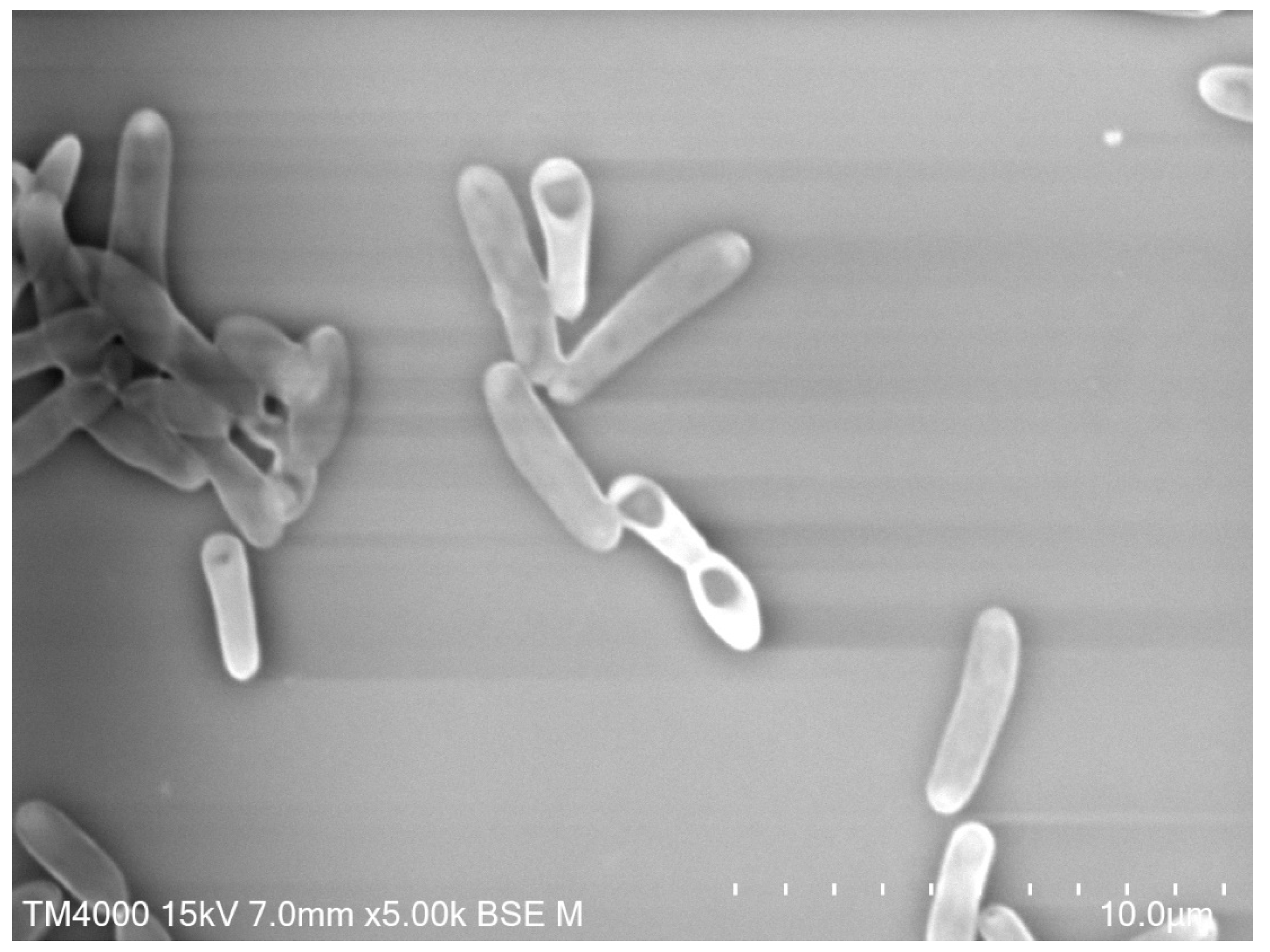 Pathogens 09 00310 g003 Pathogens 09 00310 g003