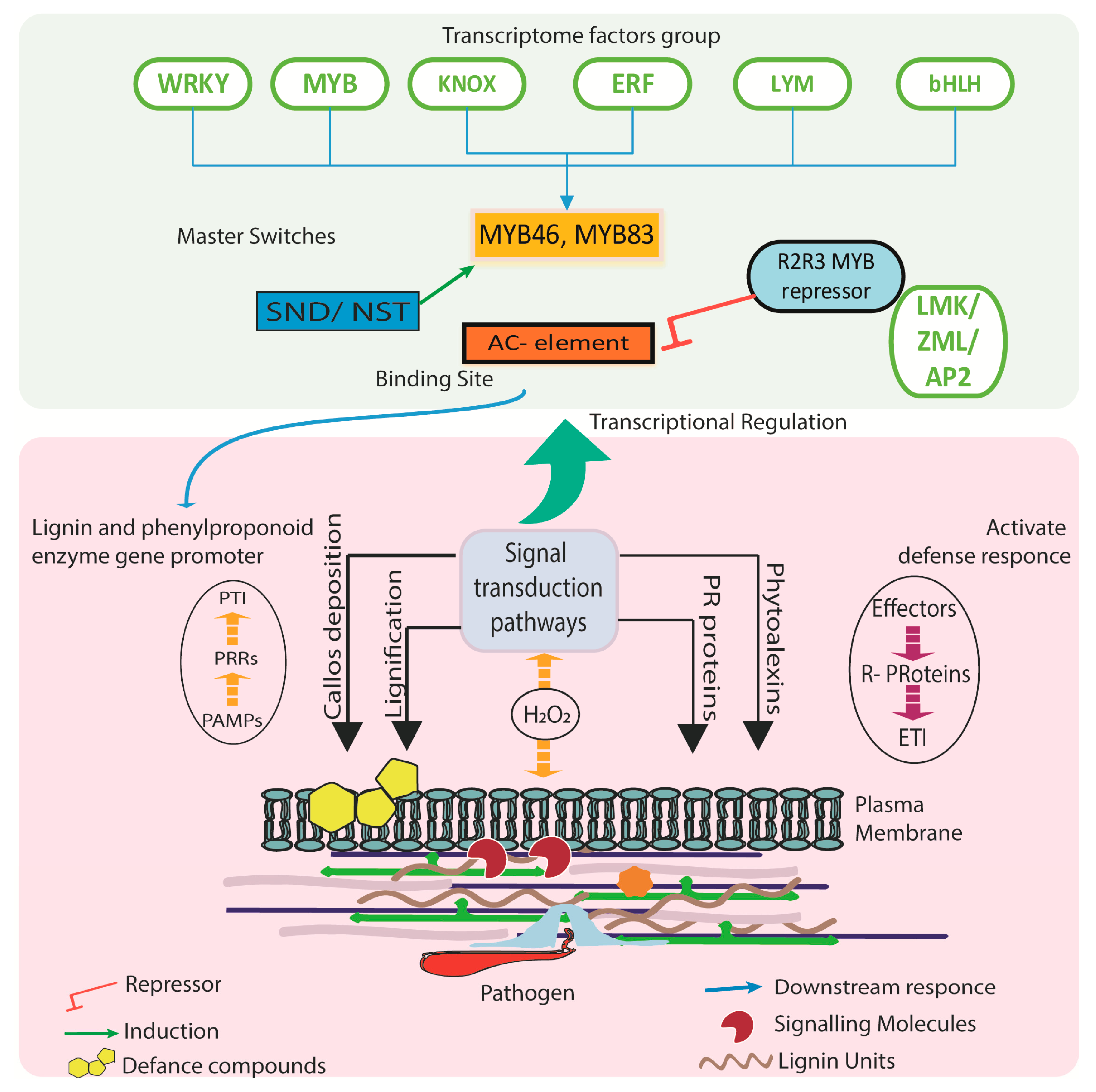 Pathogens 09 00312 g002 Pathogens 09 00312 g002