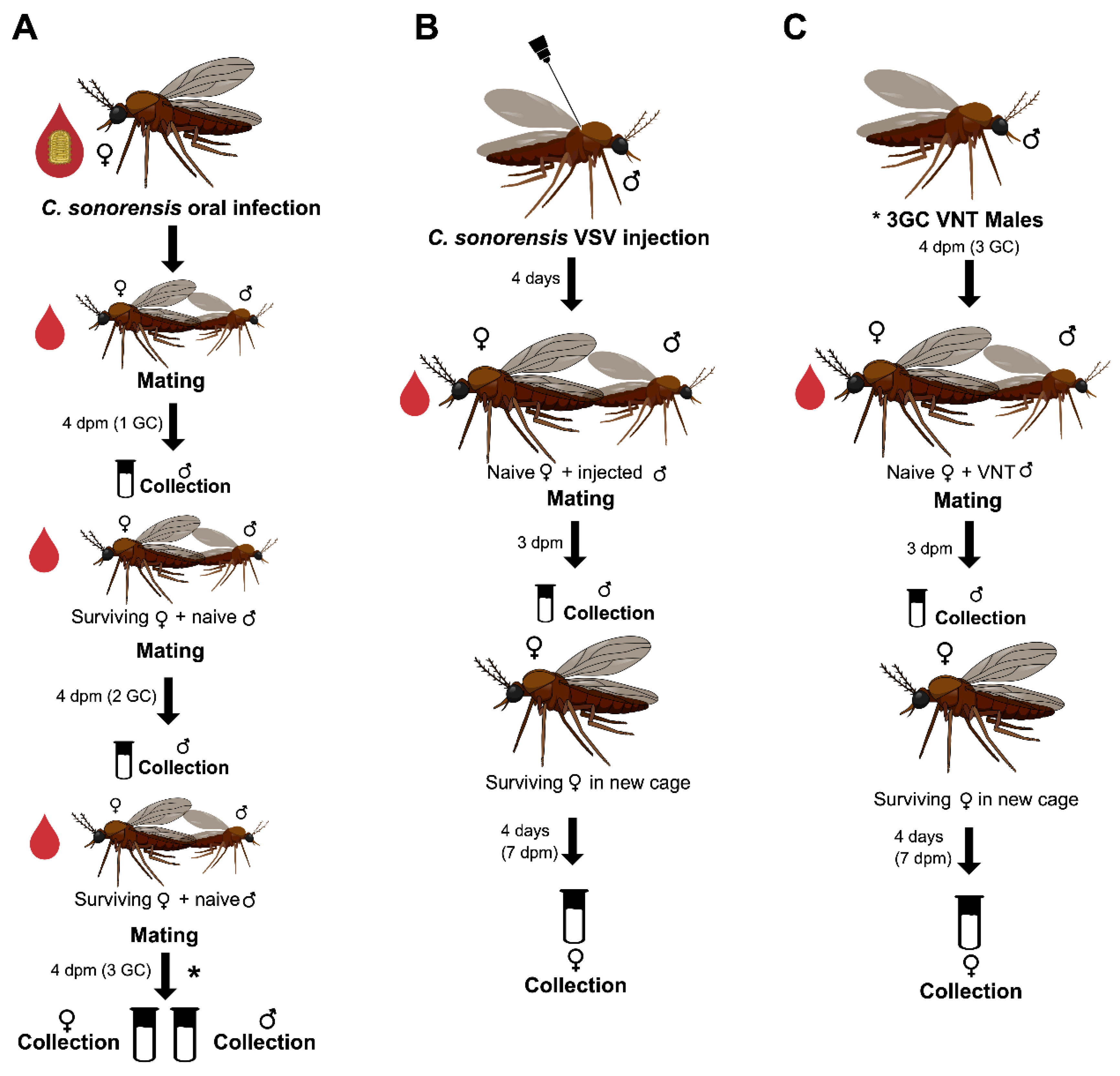 Pathogens Free Full-Text Venereal Transmission of Vesicular Stomatitis Virus by Culicoides sonorensis Midges