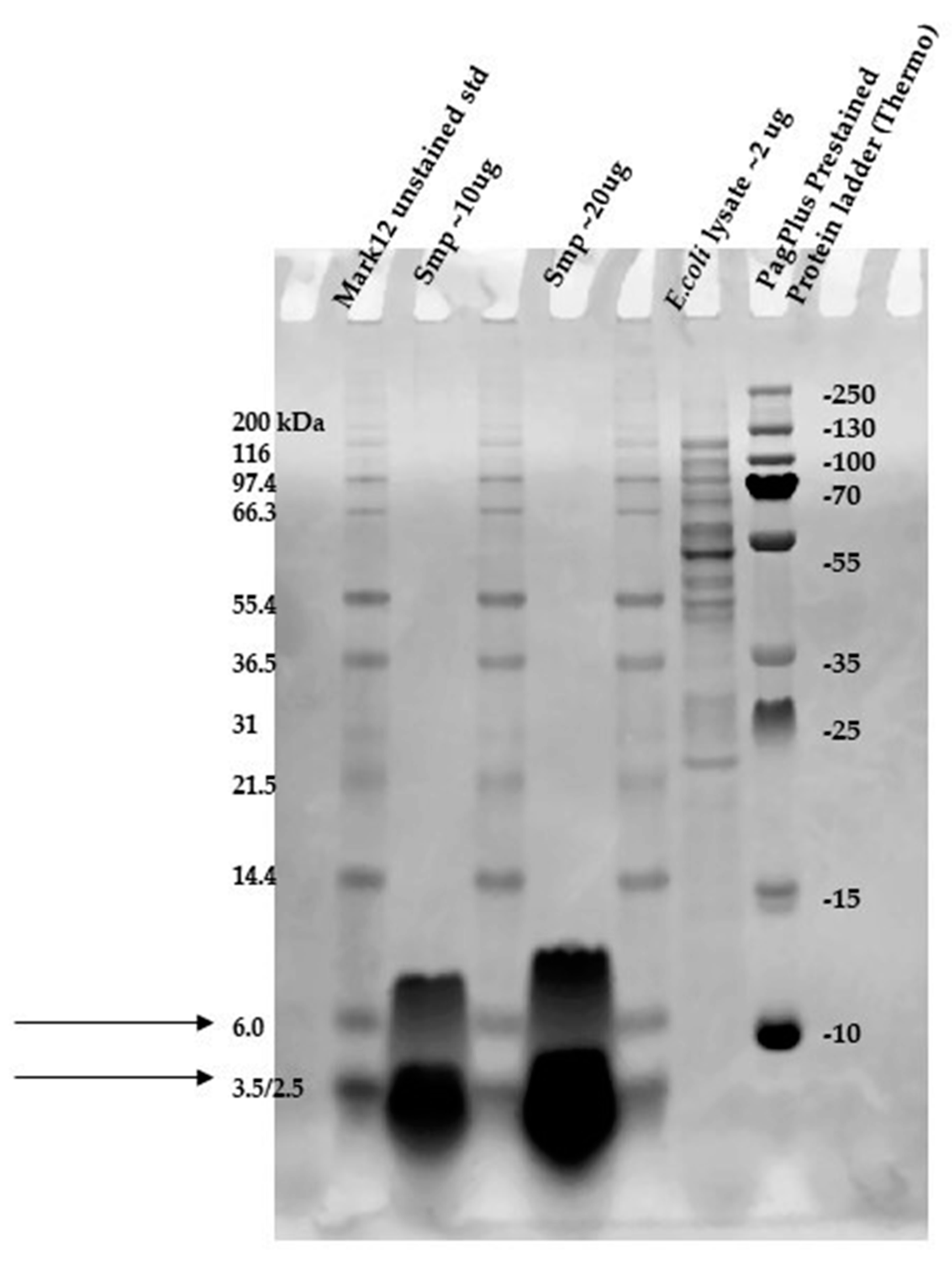 Pathogens 09 00319 g005 Pathogens 09 00319 g005