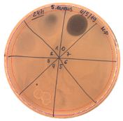 Pathogens 09 00319 i007 Pathogens 09 00319 i007