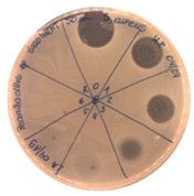 Pathogens 09 00319 i010 Pathogens 09 00319 i010