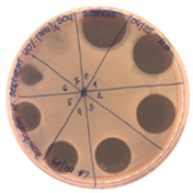 Pathogens 09 00319 i012 Pathogens 09 00319 i012