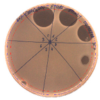 Pathogens 09 00319 i021 Pathogens 09 00319 i021