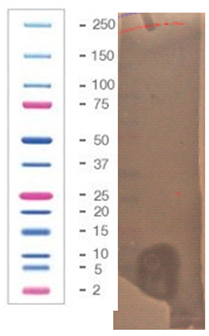 Pathogens 09 00319 i031 Pathogens 09 00319 i031