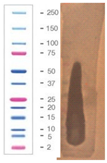 Pathogens 09 00319 i032 Pathogens 09 00319 i032