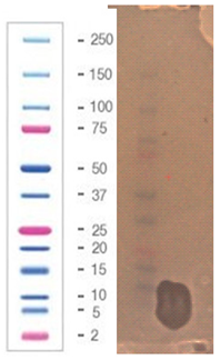 Pathogens 09 00319 i033 Pathogens 09 00319 i033