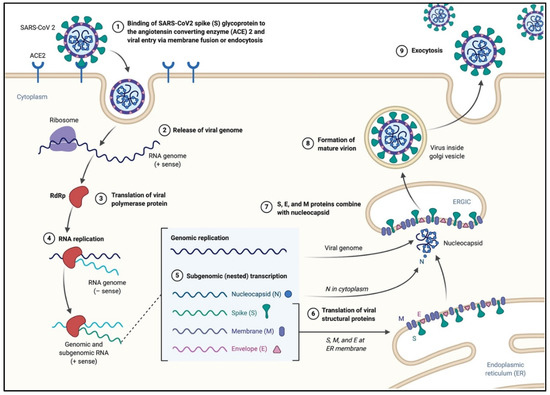Pathogens | Free Full-Text | The Human Coronavirus Disease COVID 