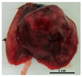 Pathogens 09 00335 i003 Pathogens 09 00335 i003