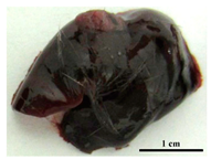 Pathogens 09 00335 i004 Pathogens 09 00335 i004