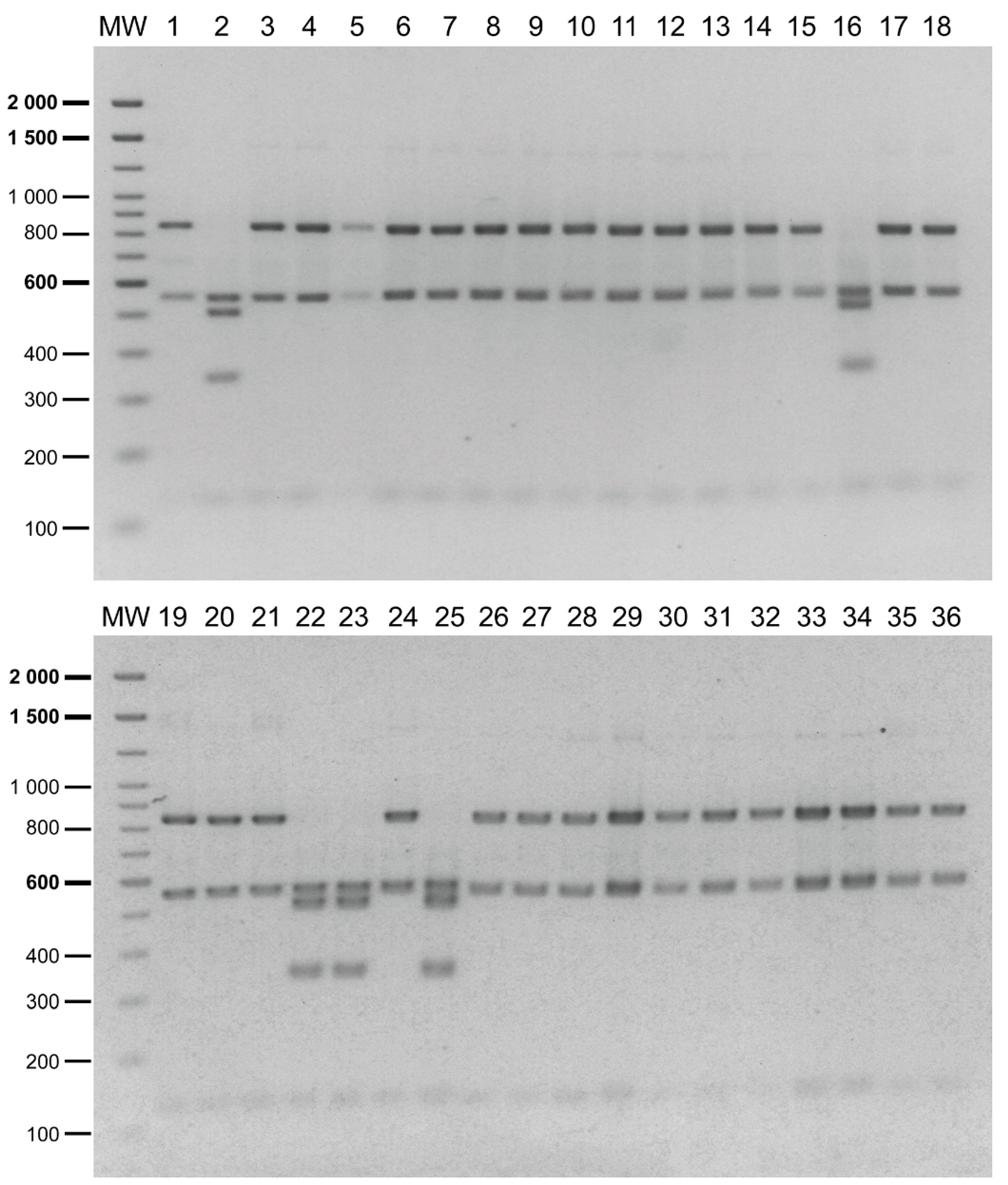 Pathogens 09 00358 g004 Pathogens 09 00358 g004