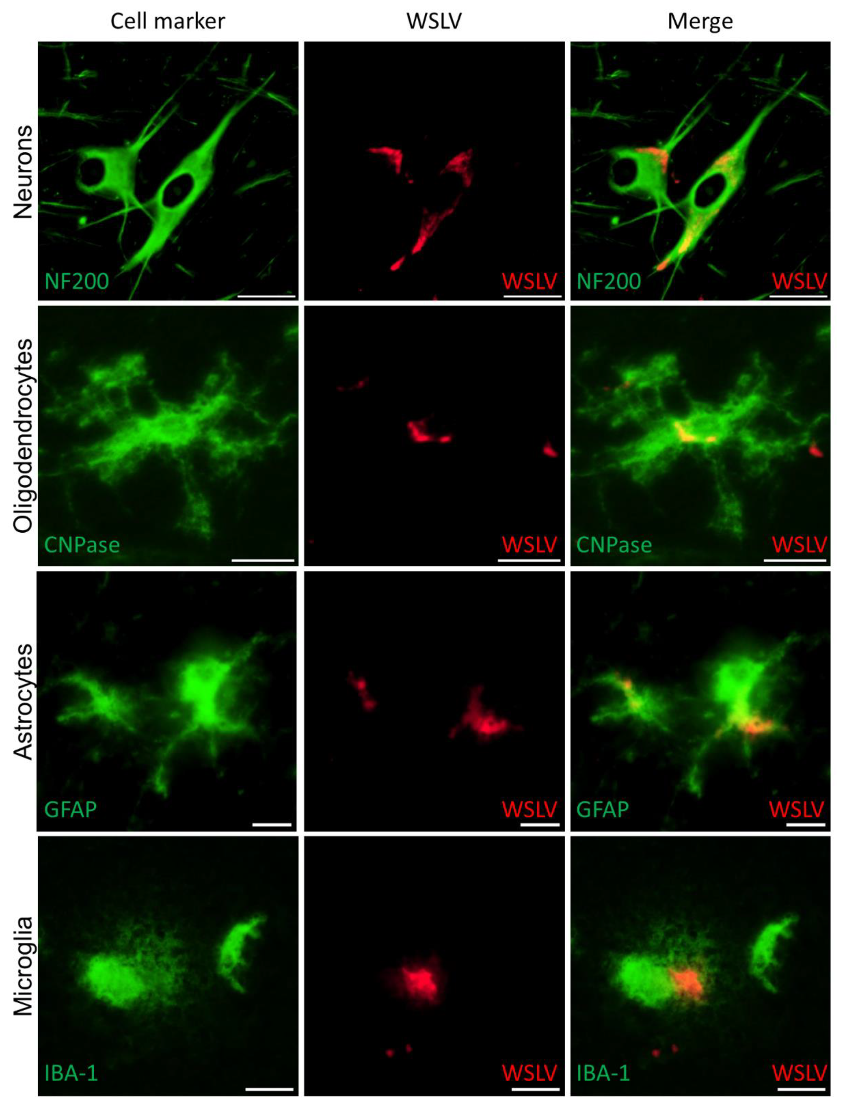 Pathogens 09 00373 g005