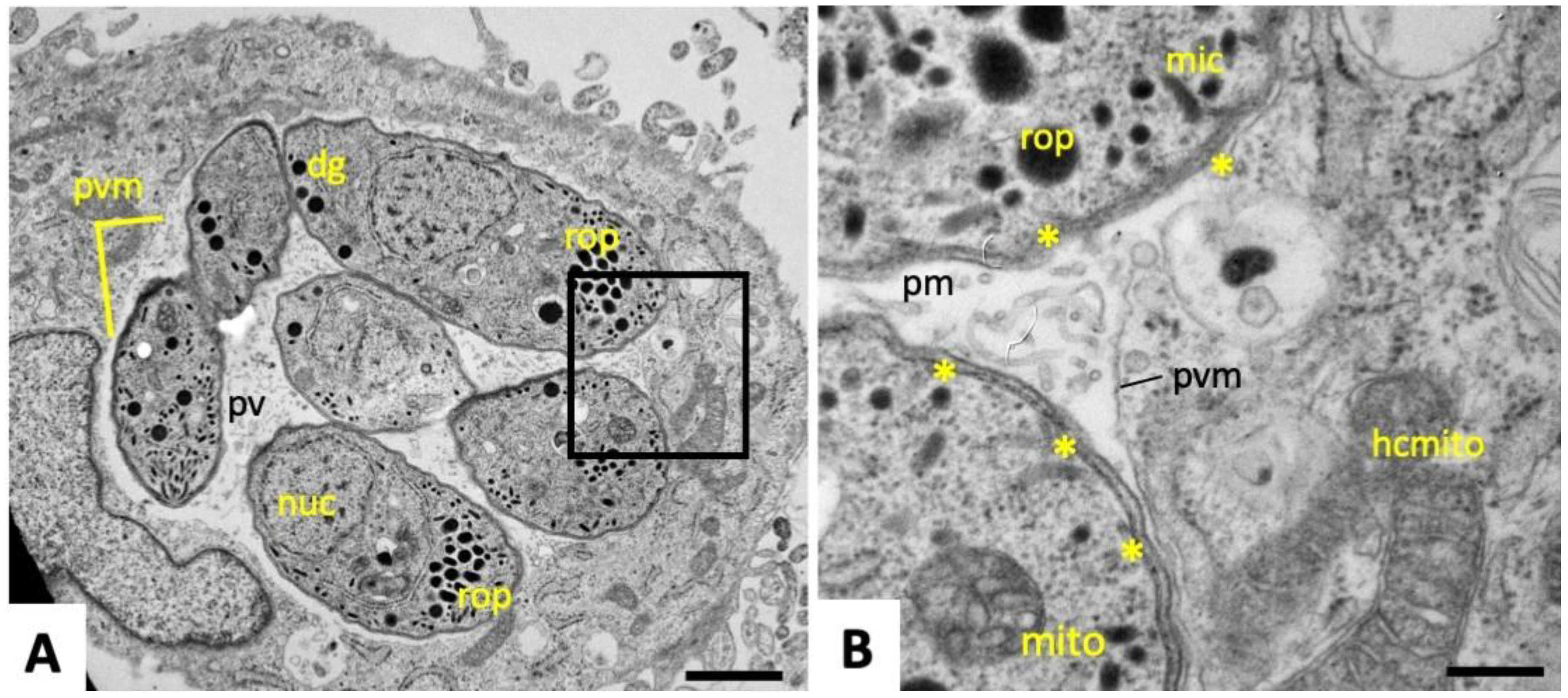 Pathogens 09 00382 g001 Pathogens 09 00382 g001