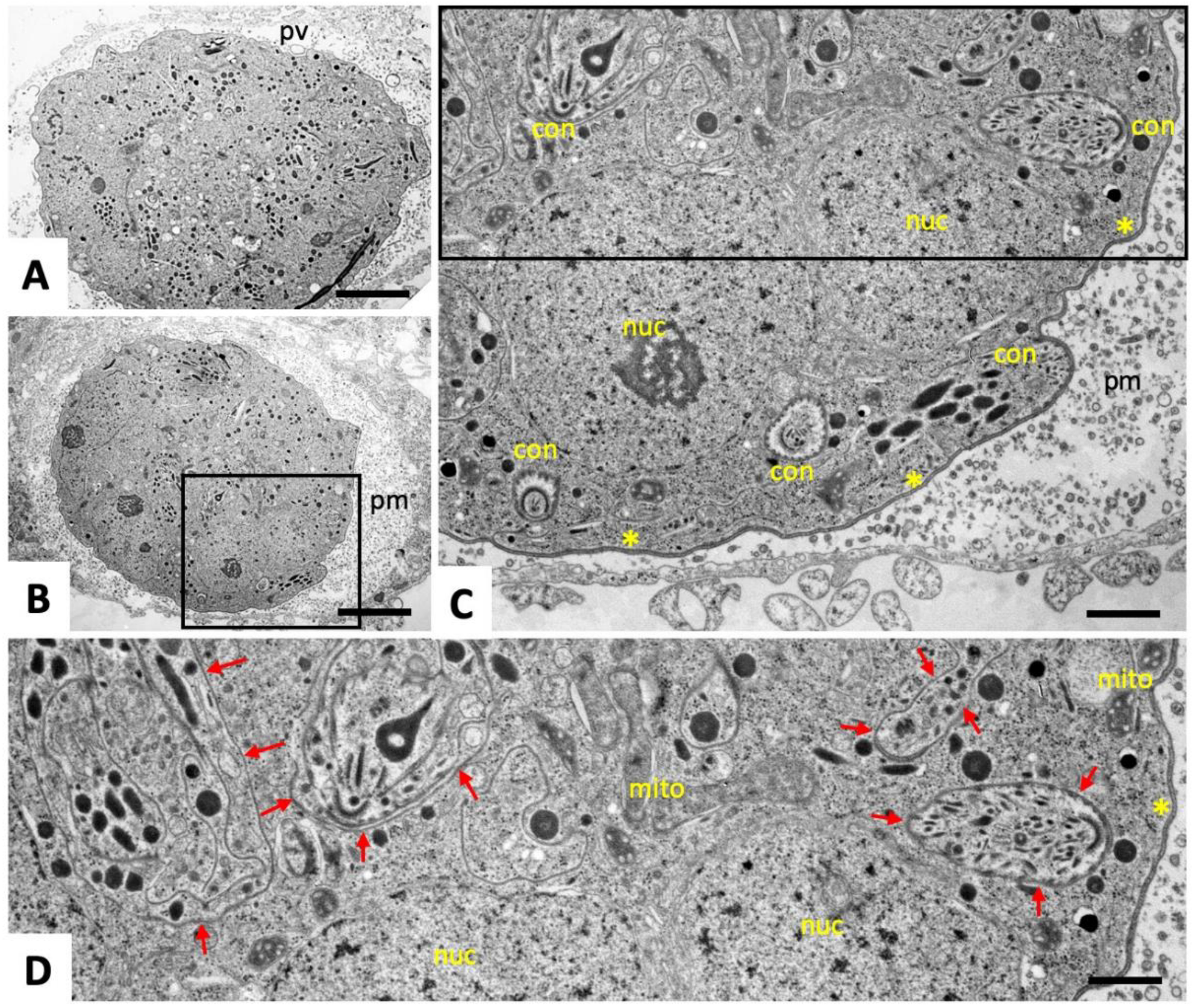 Pathogens 09 00382 g003 Pathogens 09 00382 g003