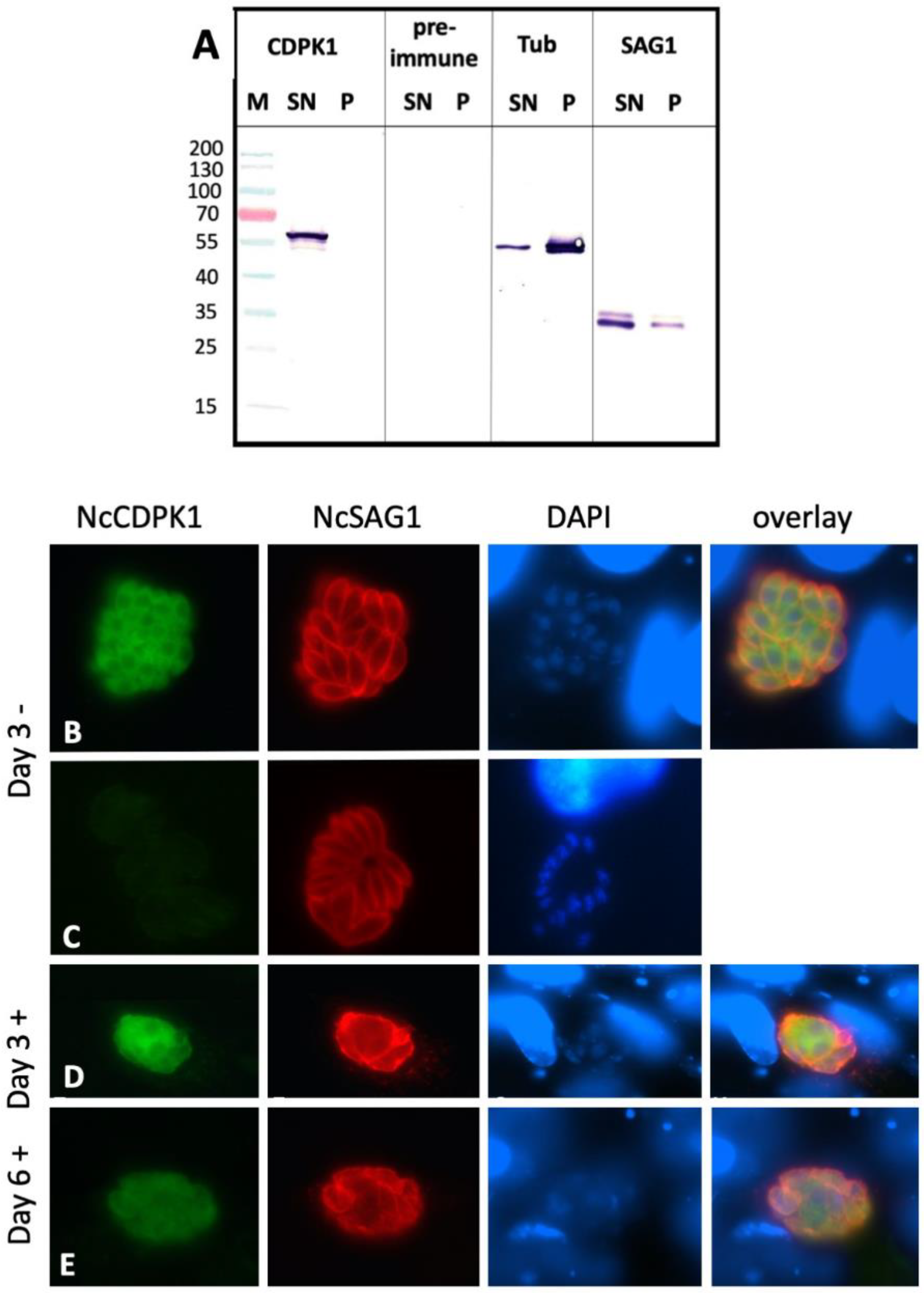 Pathogens 09 00382 g006 Pathogens 09 00382 g006