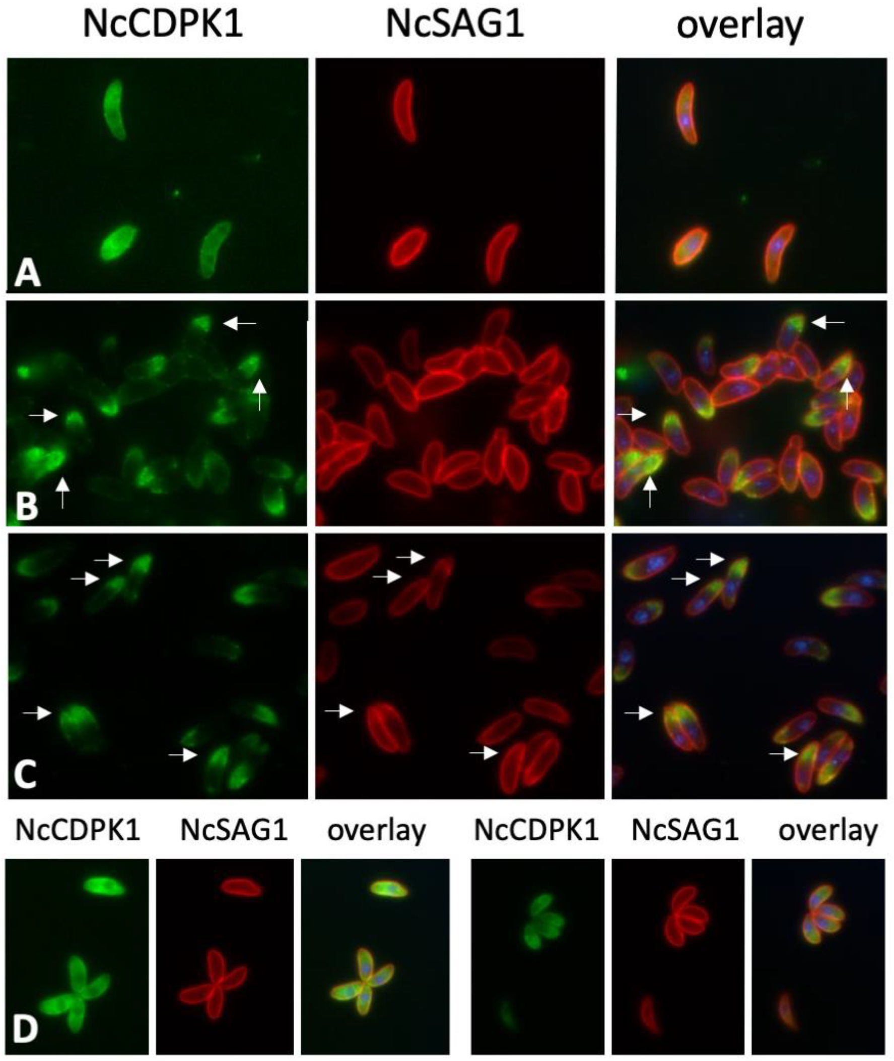 Pathogens 09 00382 g007 Pathogens 09 00382 g007