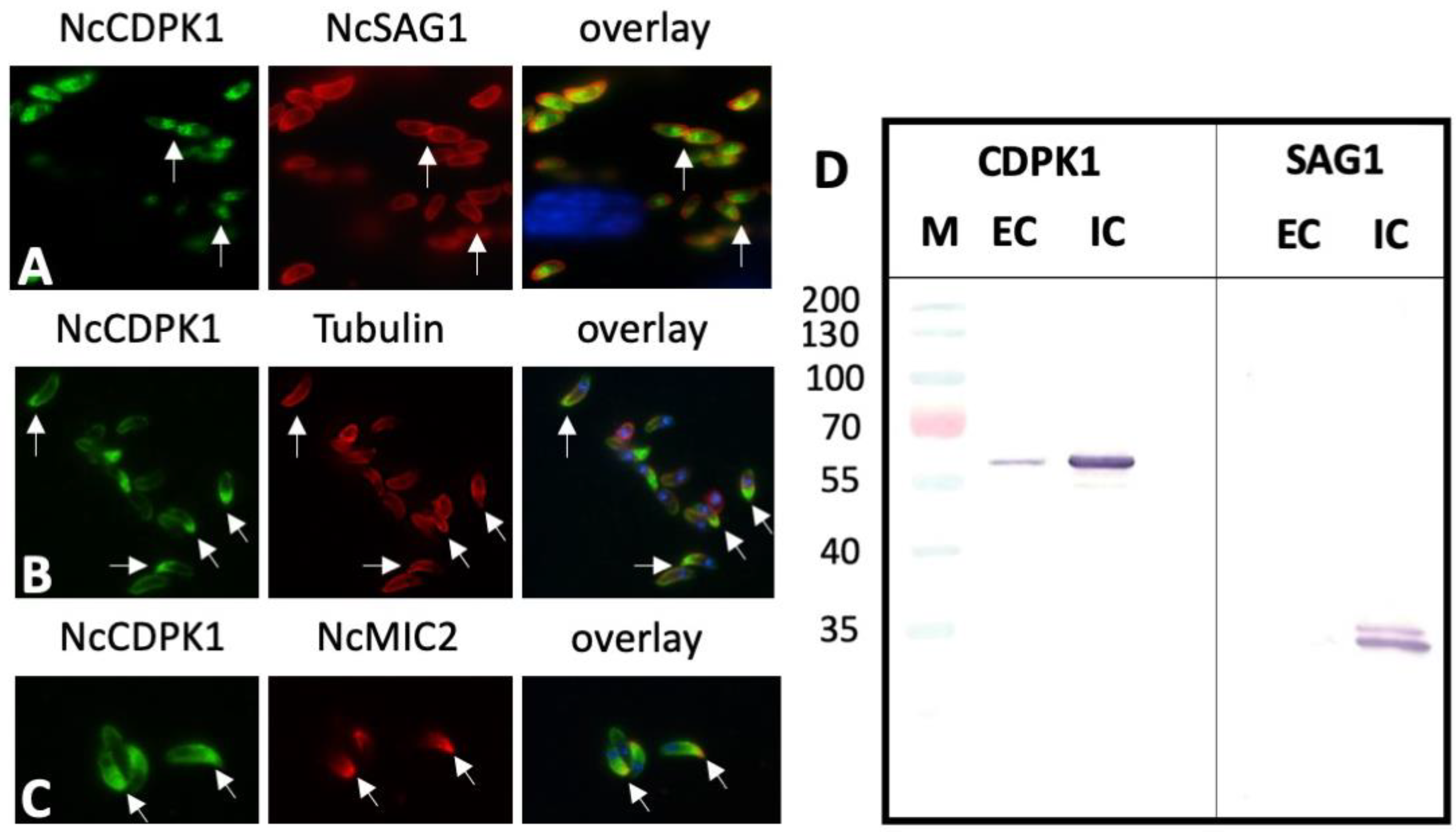 Pathogens 09 00382 g008 Pathogens 09 00382 g008