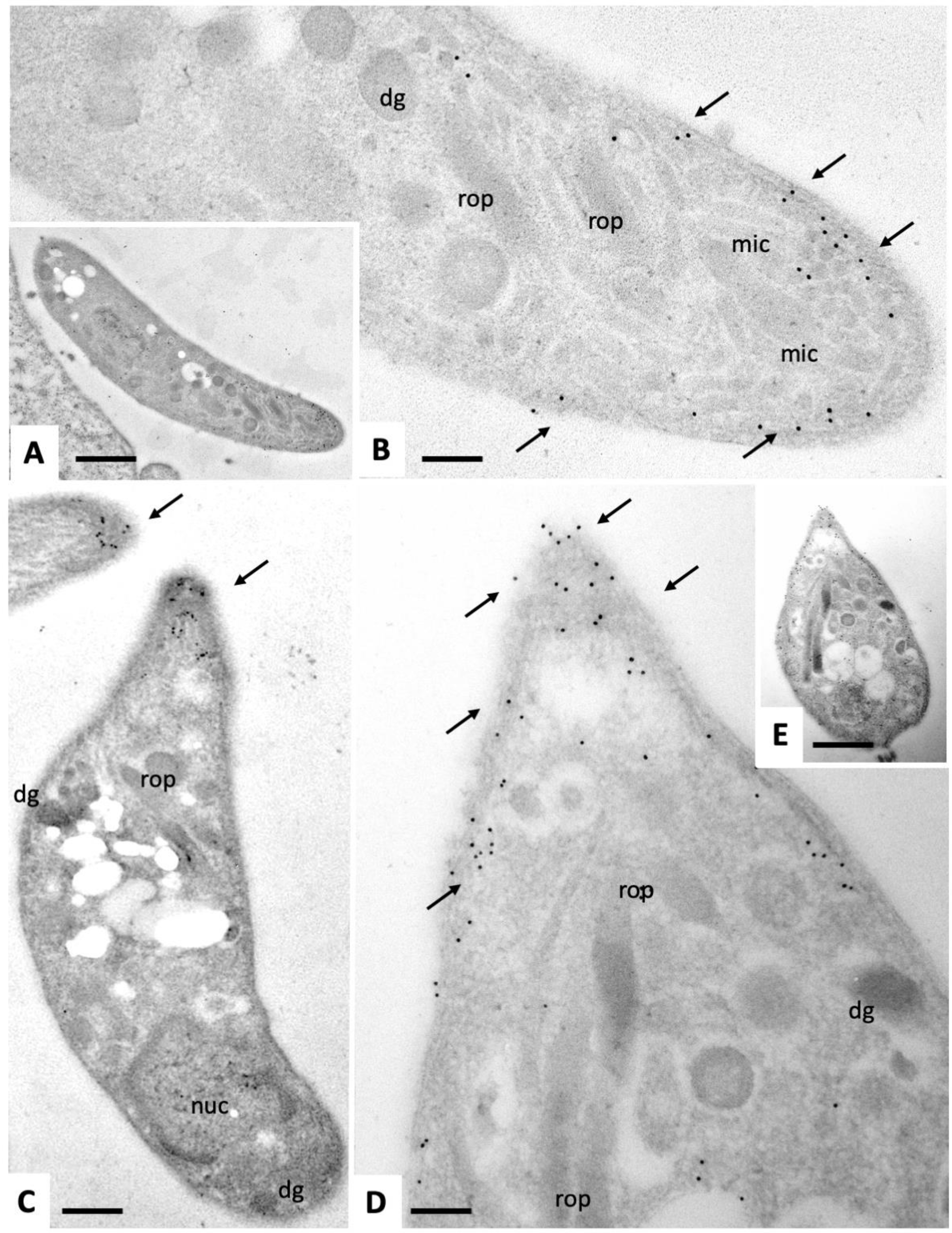 Pathogens 09 00382 g010 Pathogens 09 00382 g010